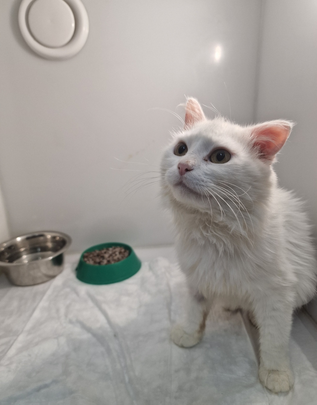 Continuation of the post “White Cat on the Street. Continuation - Animal Rescue, Homeless animals, In good hands, No rating, Veterinary, cat, Kindness, Cat lovers, Volunteering, Overexposure, Shelter, Lost, Telegram (link), Longpost, Charity, The rescue, Fluffy, Kittens, Reply to post, Care, Pet the cat