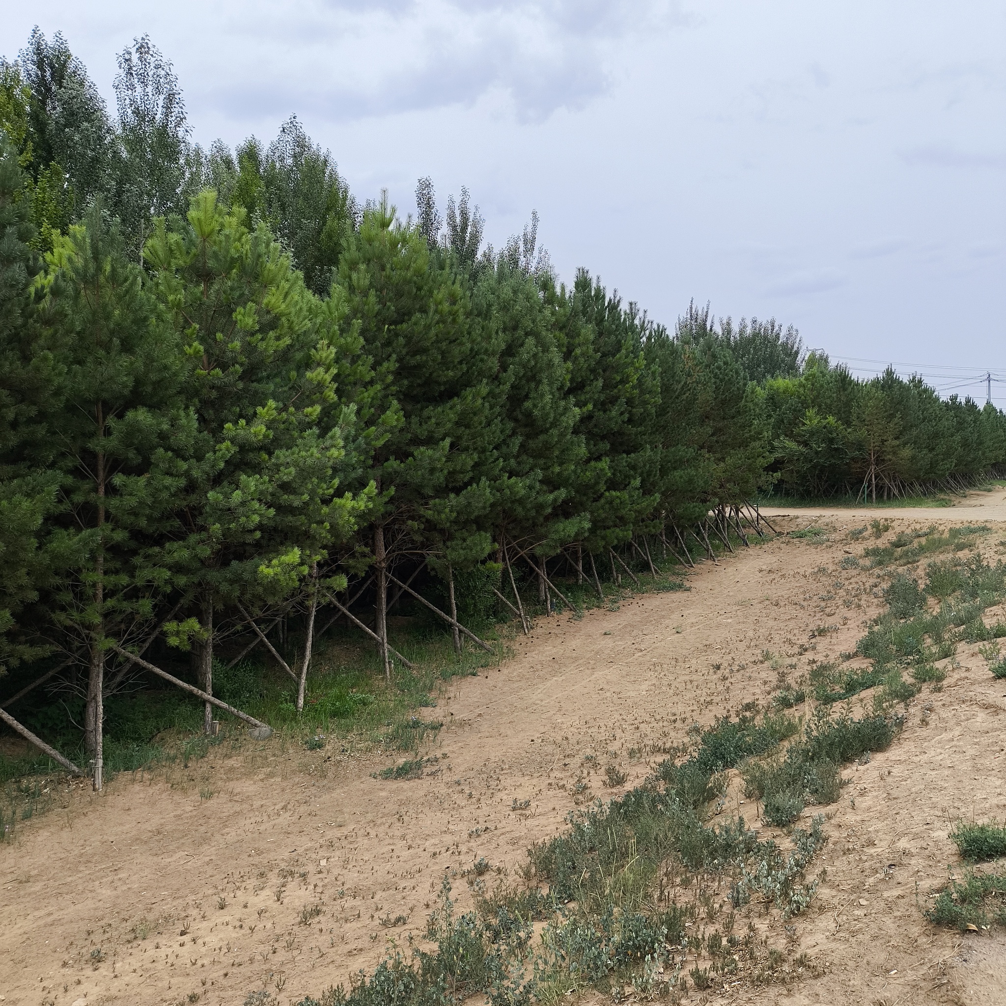 Diary of a trip to Melanesia. China. Day 15. Fertile Gobi - My, Around the world, Travels, Life stories, Drive, Informative, China, Mongolia, Kindness, Longpost