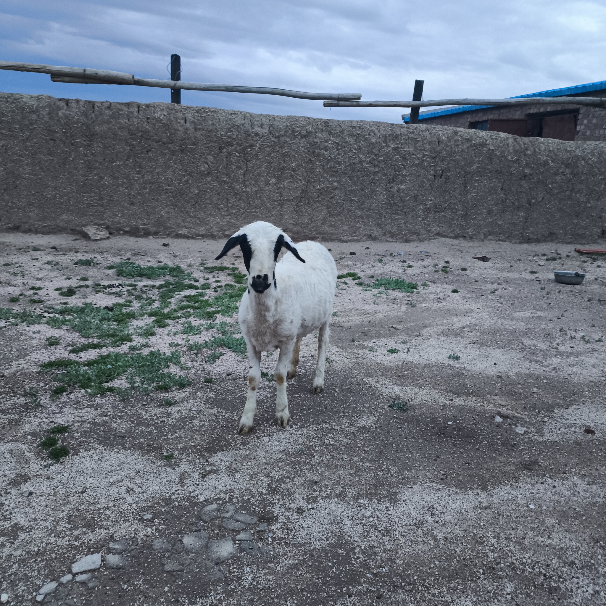 Diary of a trip to Melanesia. China. Day 15. Fertile Gobi - My, Around the world, Travels, Life stories, Drive, Informative, China, Mongolia, Kindness, Longpost