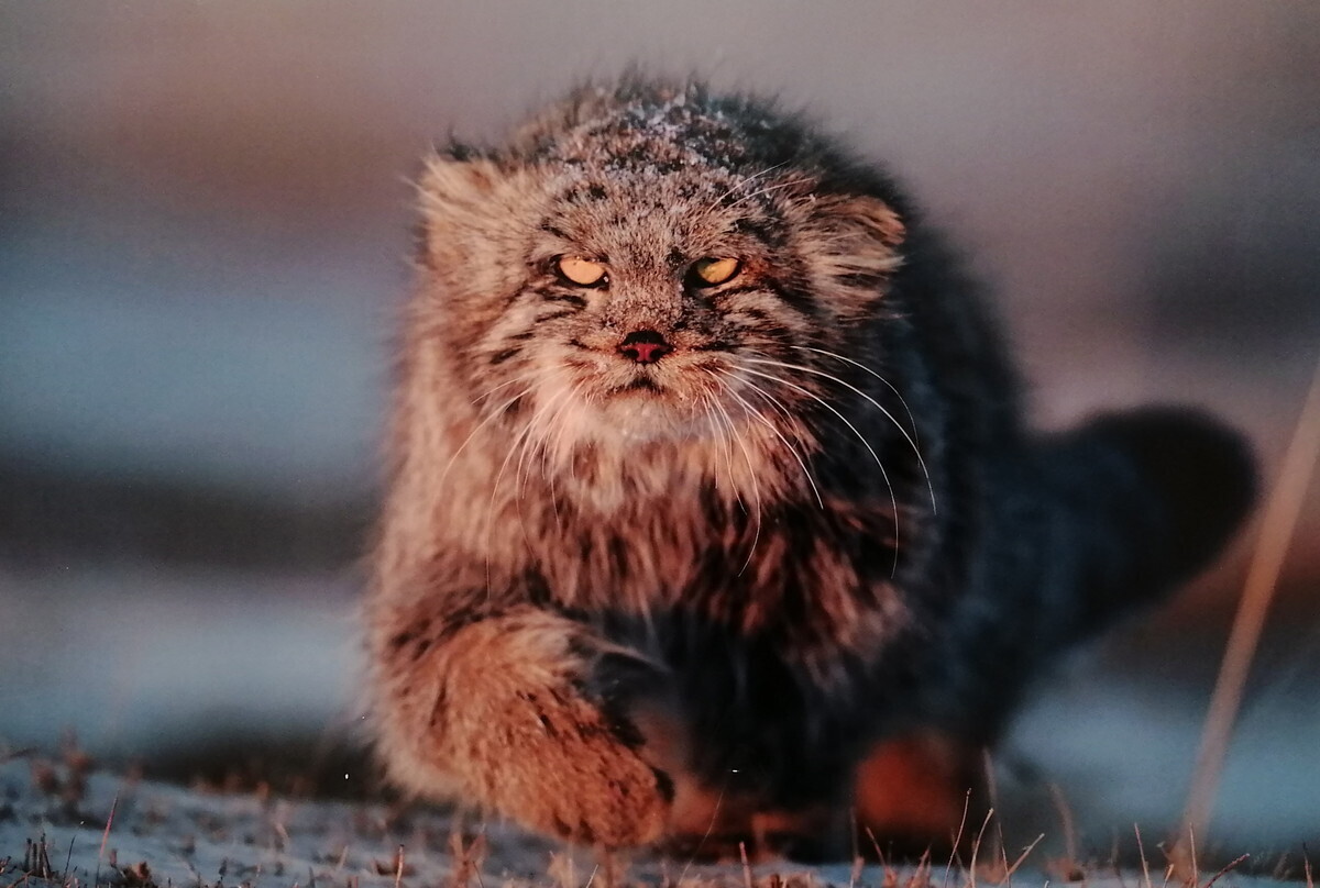 Story 21 - Pallas' cat, Small cats, Cat family, Predatory animals, Wild animals, Books, Reading, Literature, Writers, Story, Excerpt from a book, Liters, Repeat