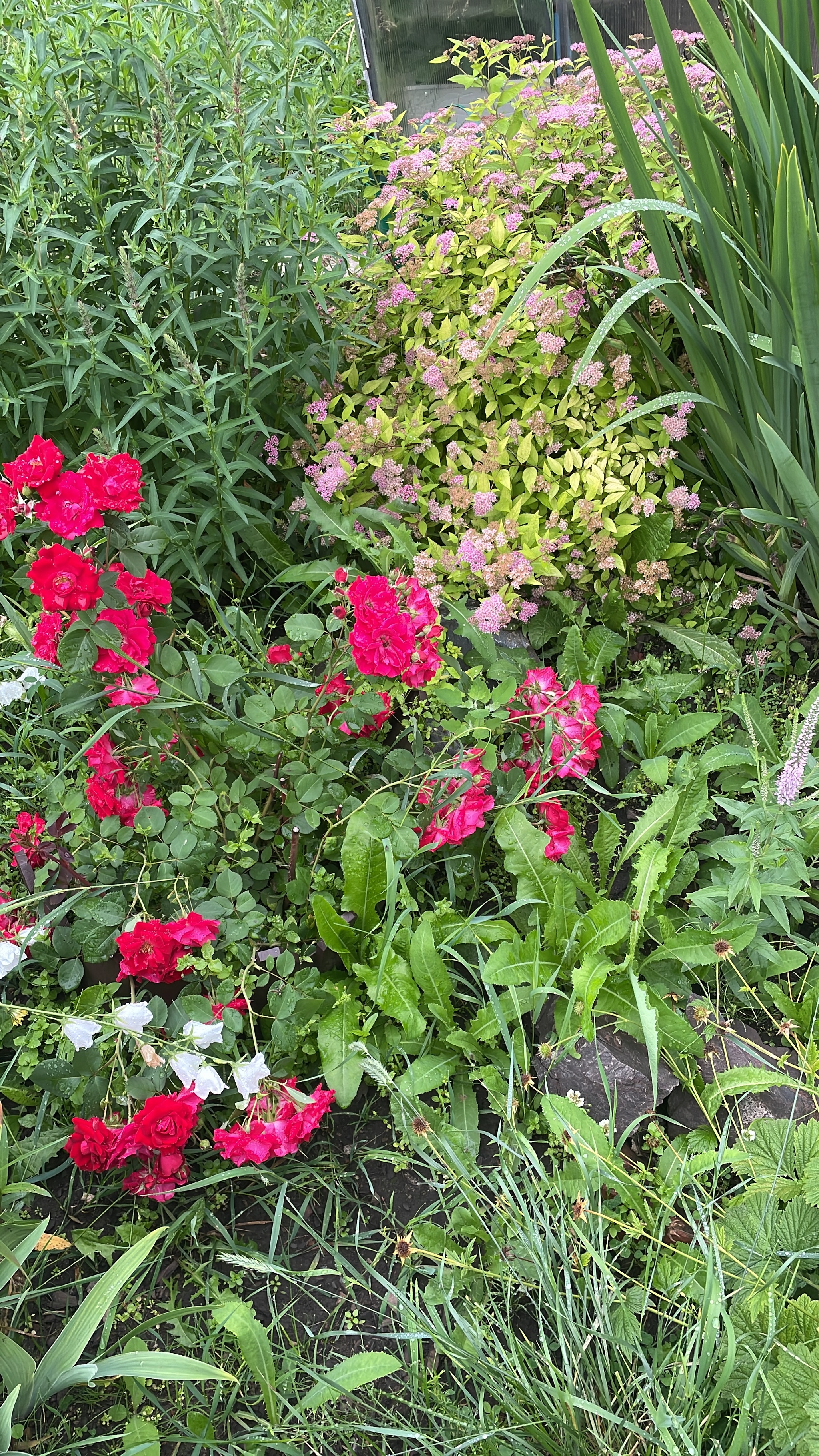 Just flowers - My, Flowers, Cherry tomatoes, Garden, Garden, Summer, Krasnoyarsk, Longpost, The photo