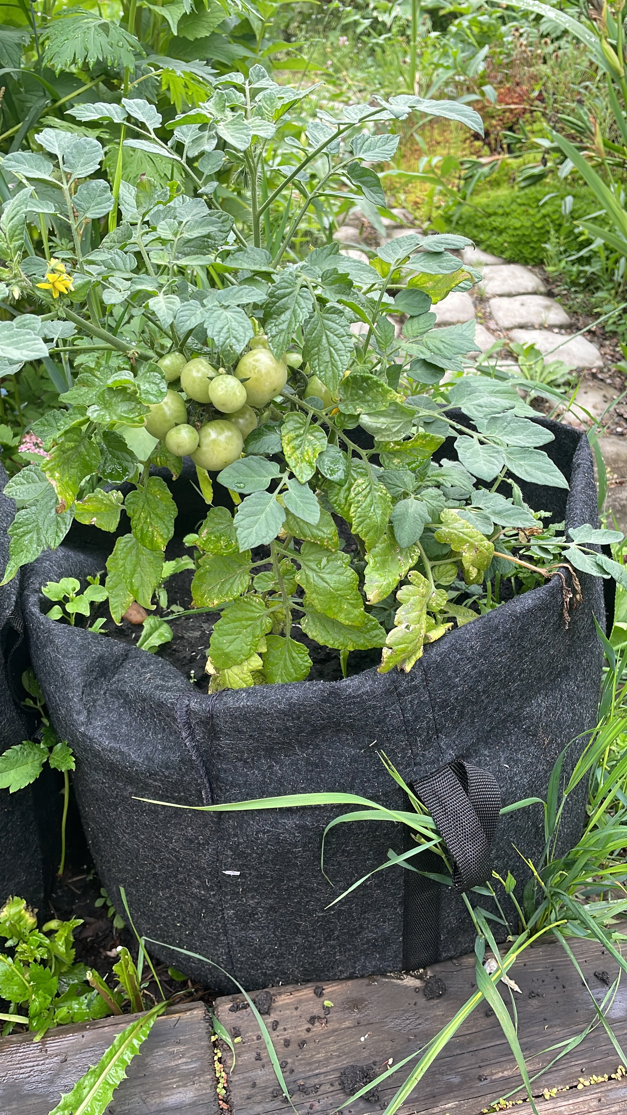 Just flowers - My, Flowers, Cherry tomatoes, Garden, Garden, Summer, Krasnoyarsk, Longpost, The photo