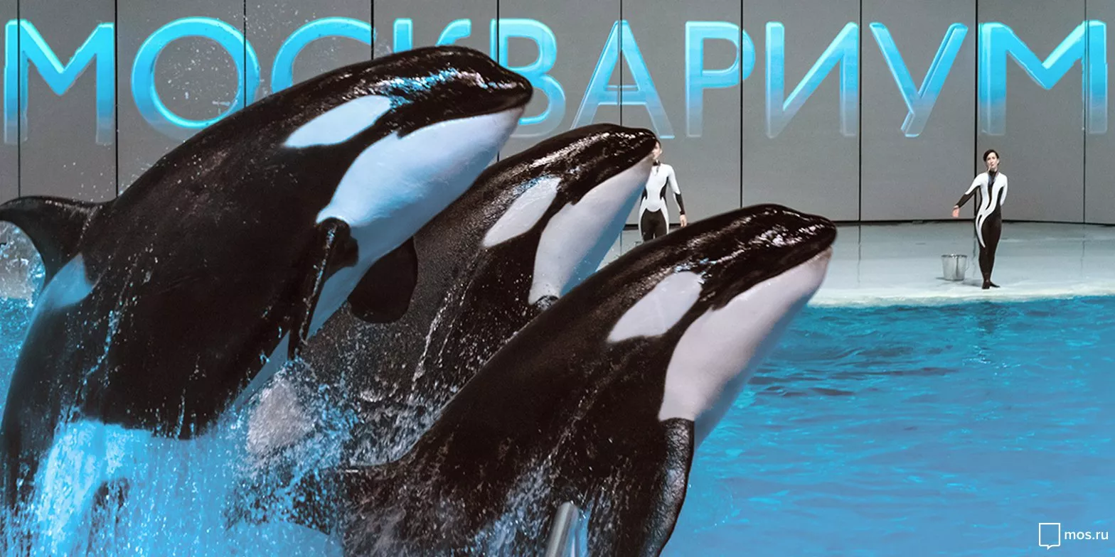 Naya, the last orca of Moskvarium - Killer whale, Oceanarium, Moskvarium, Video, Video VK, Youtube, Longpost