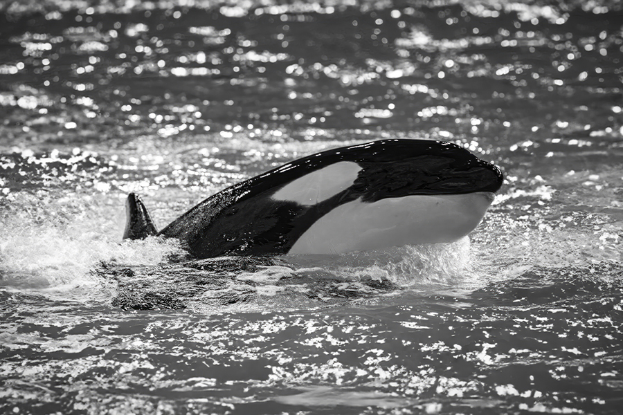 Naya, the last orca of Moskvarium - Killer whale, Oceanarium, Moskvarium, Video, Video VK, Youtube, Longpost