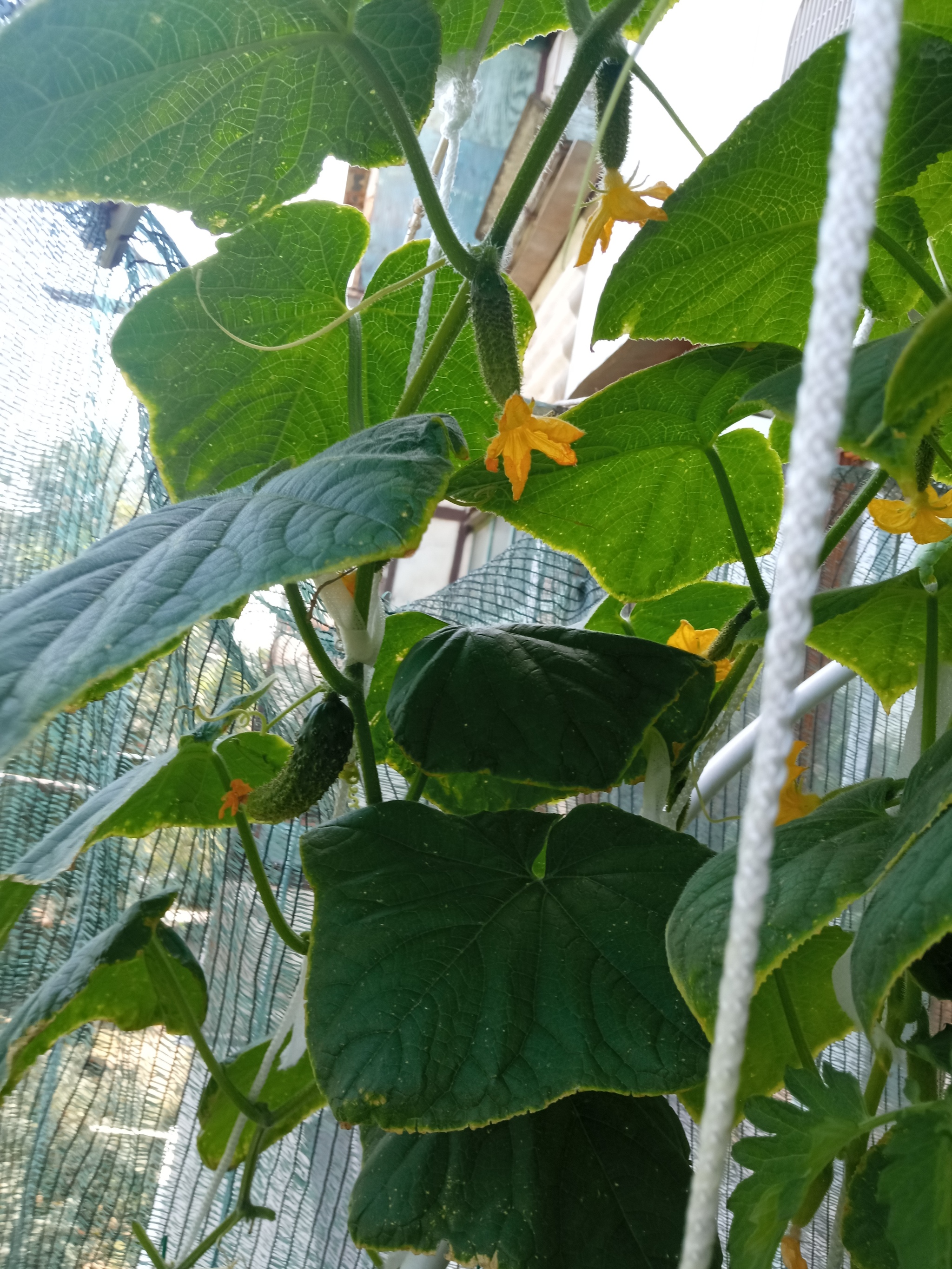 Vegetable garden on the balcony, take 4 - My, Garden, Vegetable garden on the windowsill, Longpost, Cucumbers, Cherry tomatoes, Agriculture, Balcony