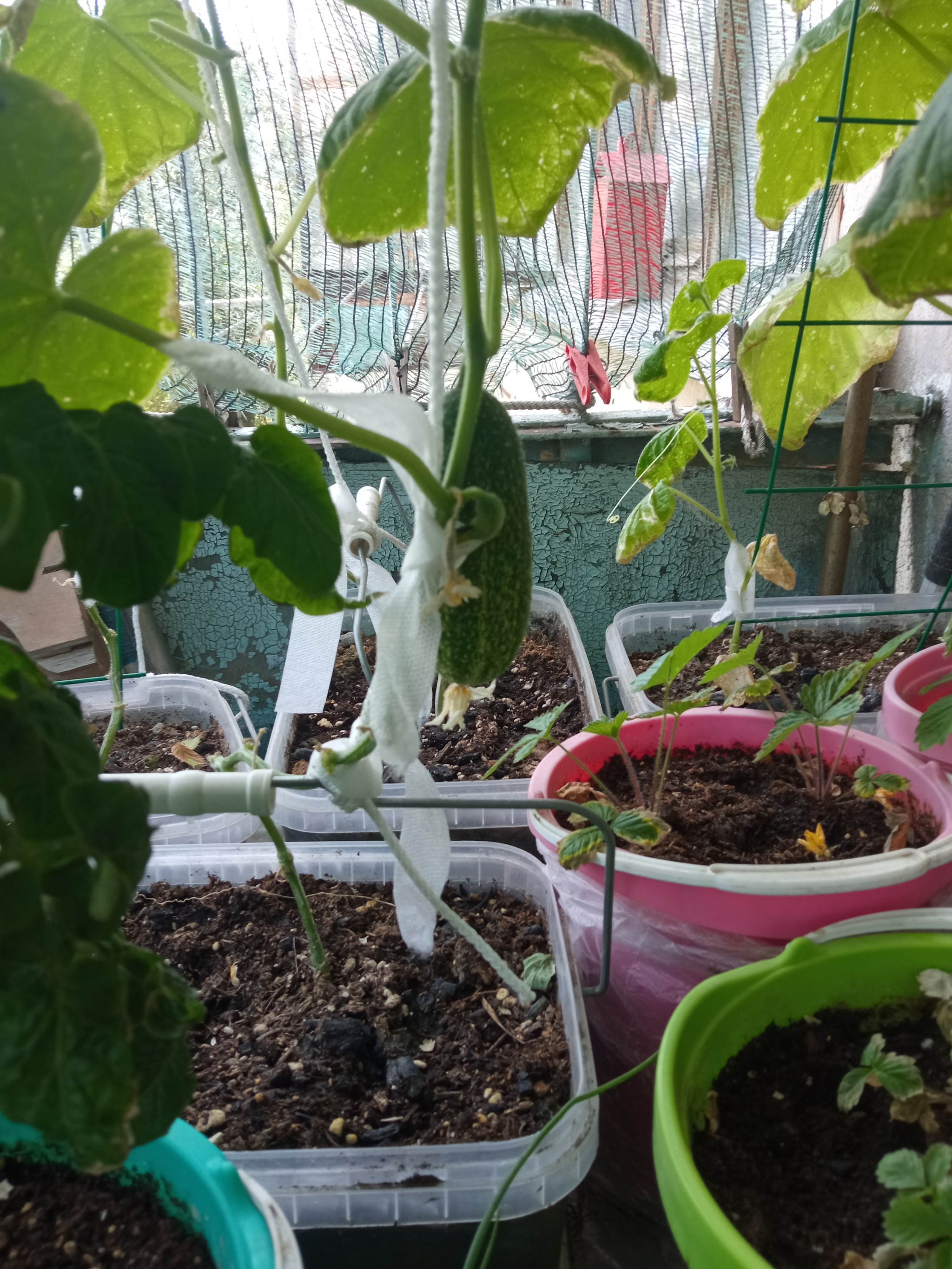 Vegetable garden on the balcony, take 4 - My, Garden, Vegetable garden on the windowsill, Longpost, Cucumbers, Cherry tomatoes, Agriculture, Balcony