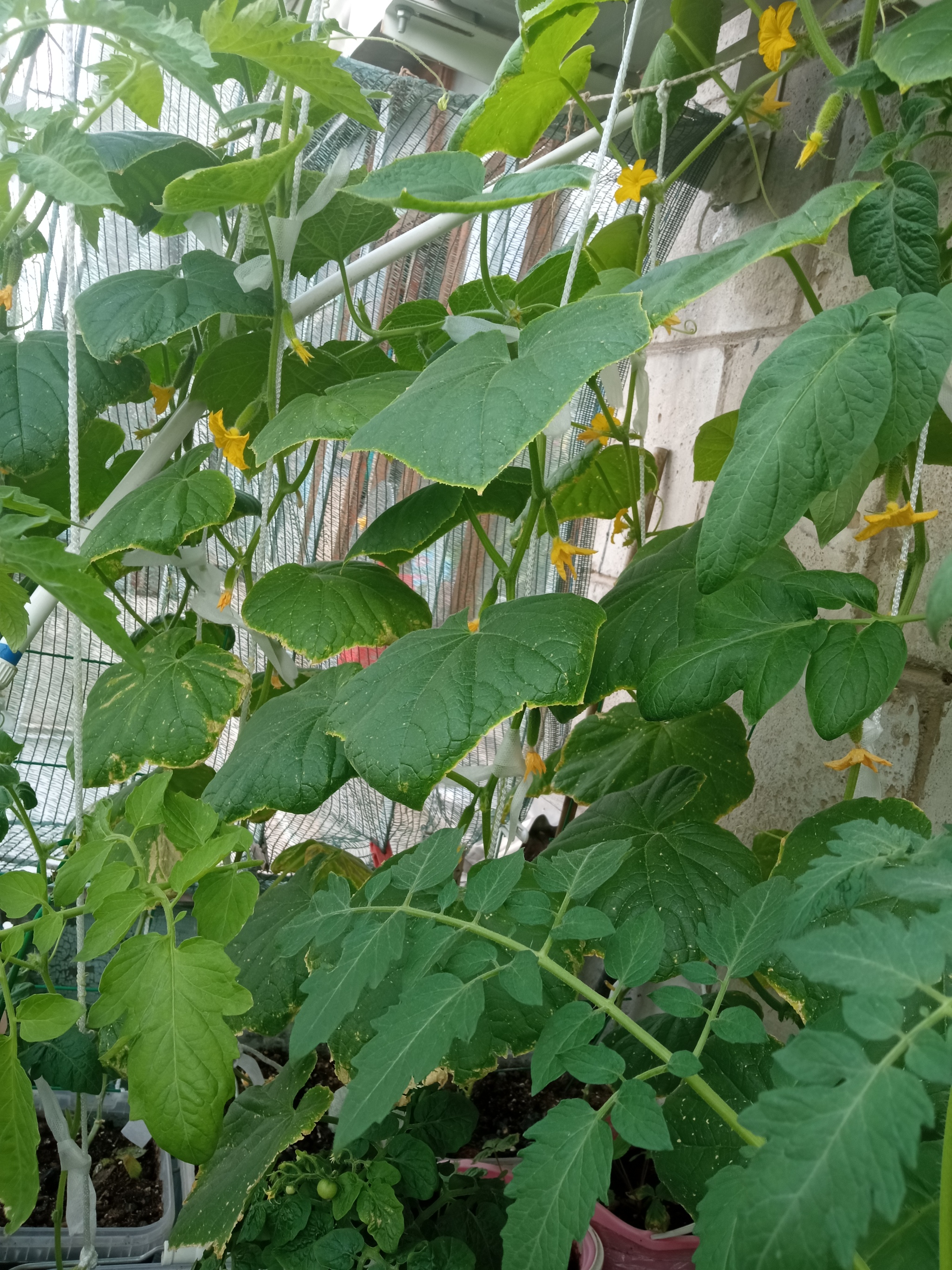 Vegetable garden on the balcony, take 4 - My, Garden, Vegetable garden on the windowsill, Longpost, Cucumbers, Cherry tomatoes, Agriculture, Balcony