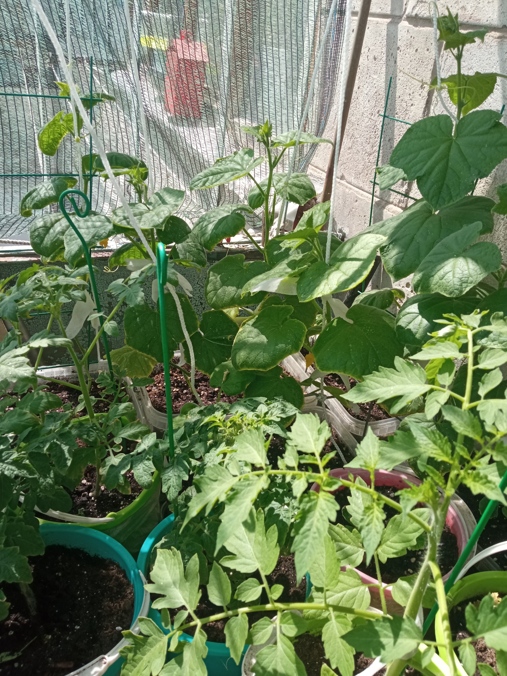 Vegetable garden on the balcony, take 4 - My, Garden, Vegetable garden on the windowsill, Longpost, Cucumbers, Cherry tomatoes, Agriculture, Balcony