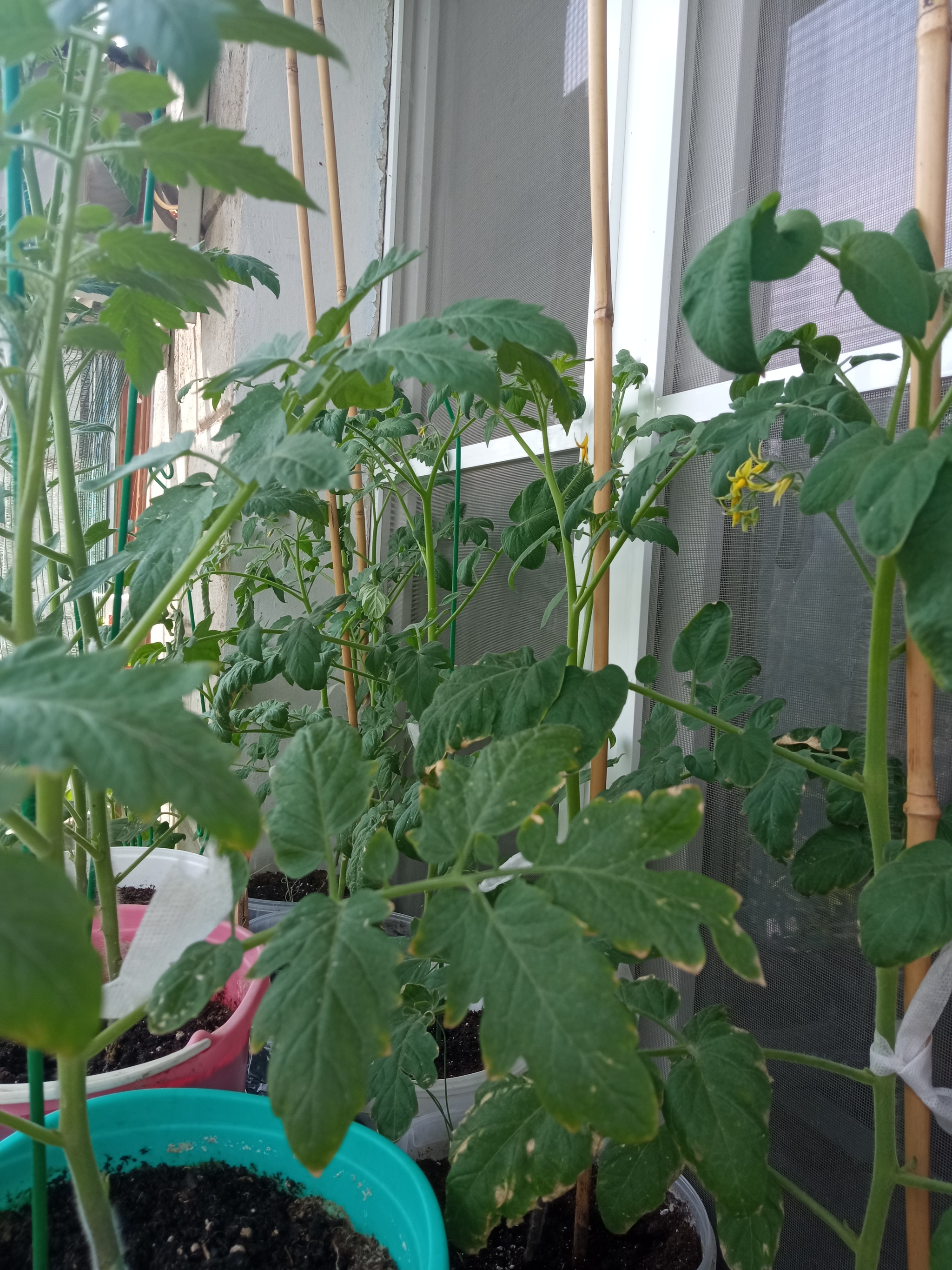 Vegetable garden on the balcony, take 4 - My, Garden, Vegetable garden on the windowsill, Longpost, Cucumbers, Cherry tomatoes, Agriculture, Balcony