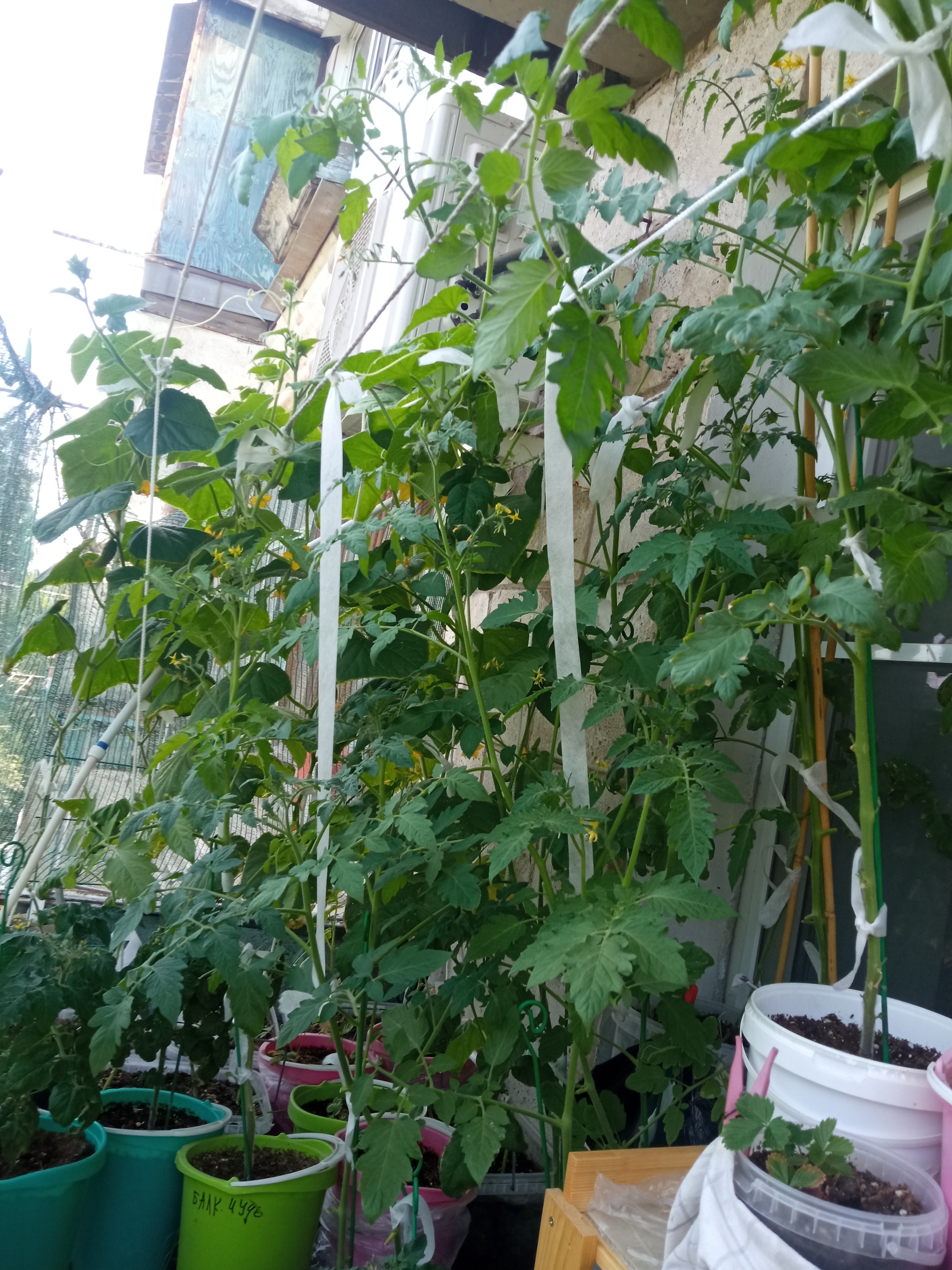 Vegetable garden on the balcony, take 4 - My, Garden, Vegetable garden on the windowsill, Longpost, Cucumbers, Cherry tomatoes, Agriculture, Balcony