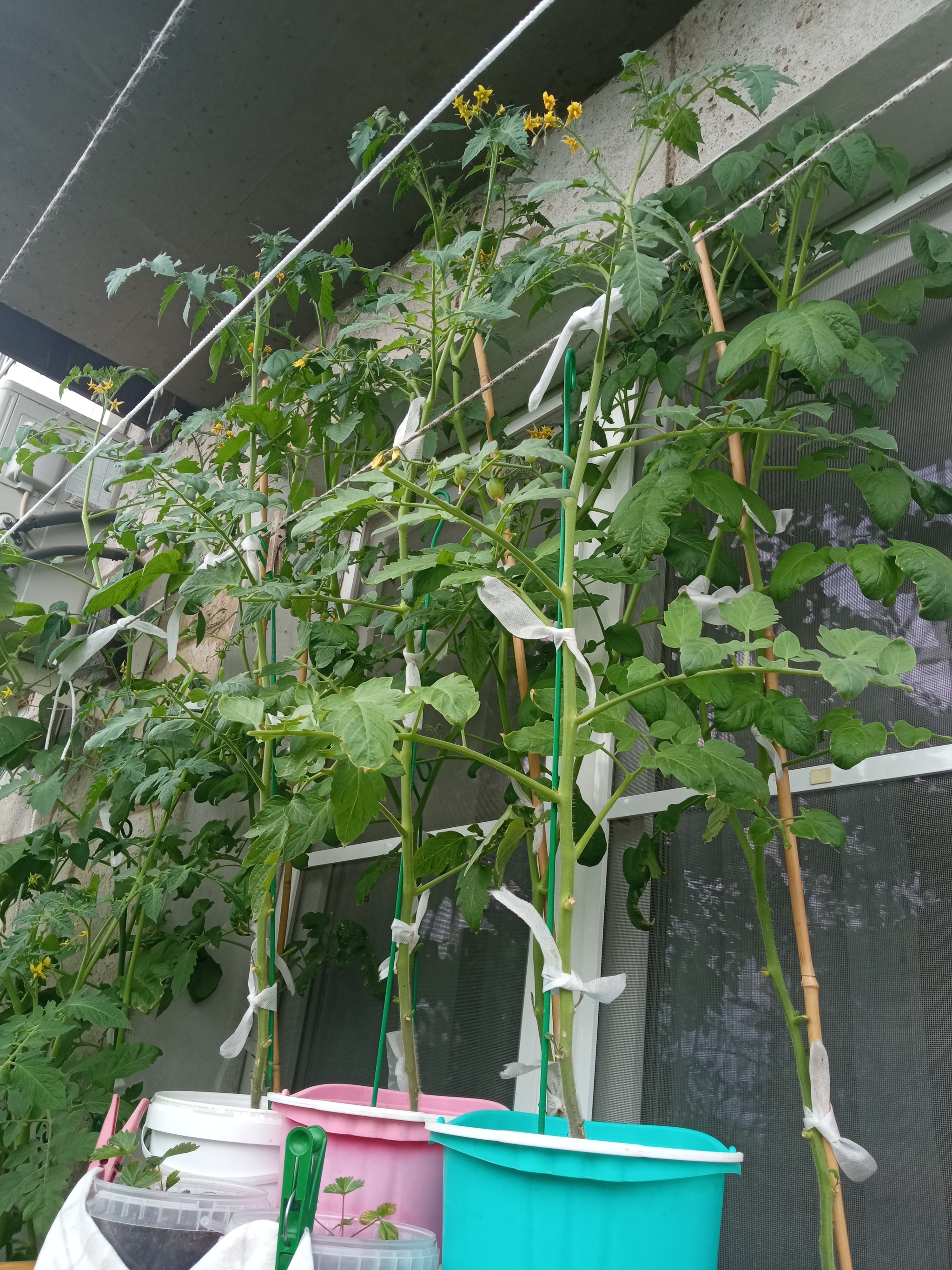 Vegetable garden on the balcony, take 4 - My, Garden, Vegetable garden on the windowsill, Longpost, Cucumbers, Cherry tomatoes, Agriculture, Balcony