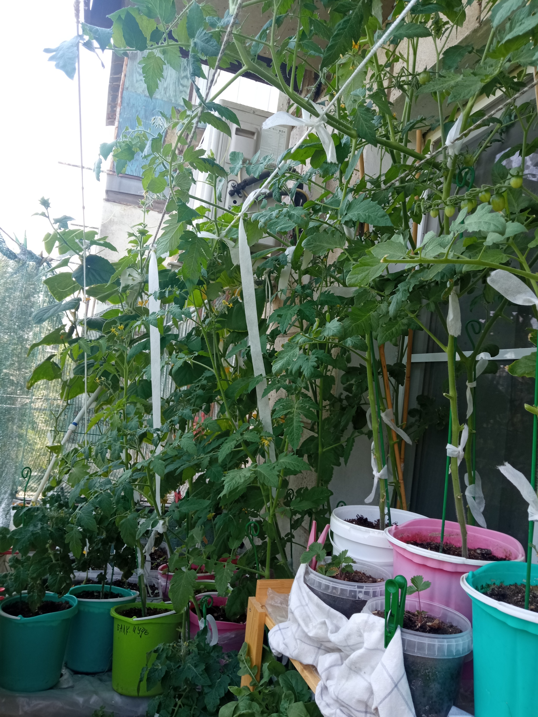 Vegetable garden on the balcony, take 4 - My, Garden, Vegetable garden on the windowsill, Longpost, Cucumbers, Cherry tomatoes, Agriculture, Balcony