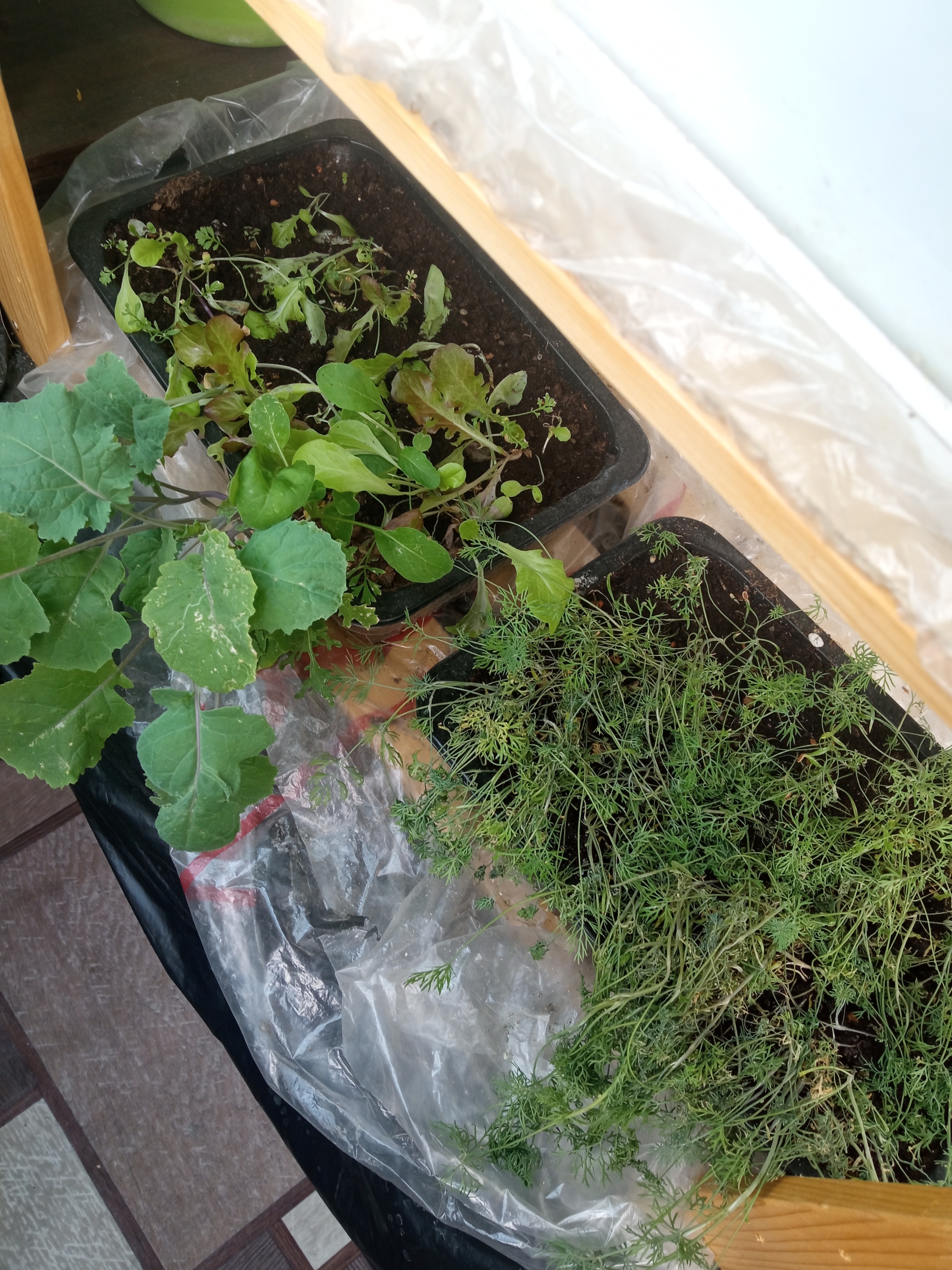 Vegetable garden on the balcony, take 4 - My, Garden, Vegetable garden on the windowsill, Longpost, Cucumbers, Cherry tomatoes, Agriculture, Balcony