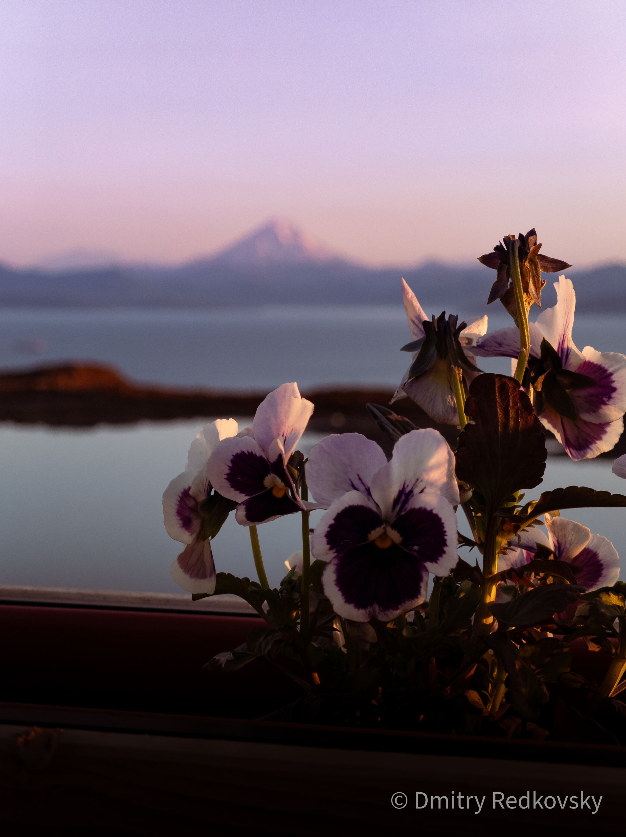 Kamchatka sunset with a view of the volcanoes - My, Kamchatka, The photo, Mobile photography, Volcano, Дальний Восток, Nature, wildlife, Vilyuchinsky volcano, Petropavlovsk-Kamchatsky, The nature of Russia, Sunset, Flowers, Longpost