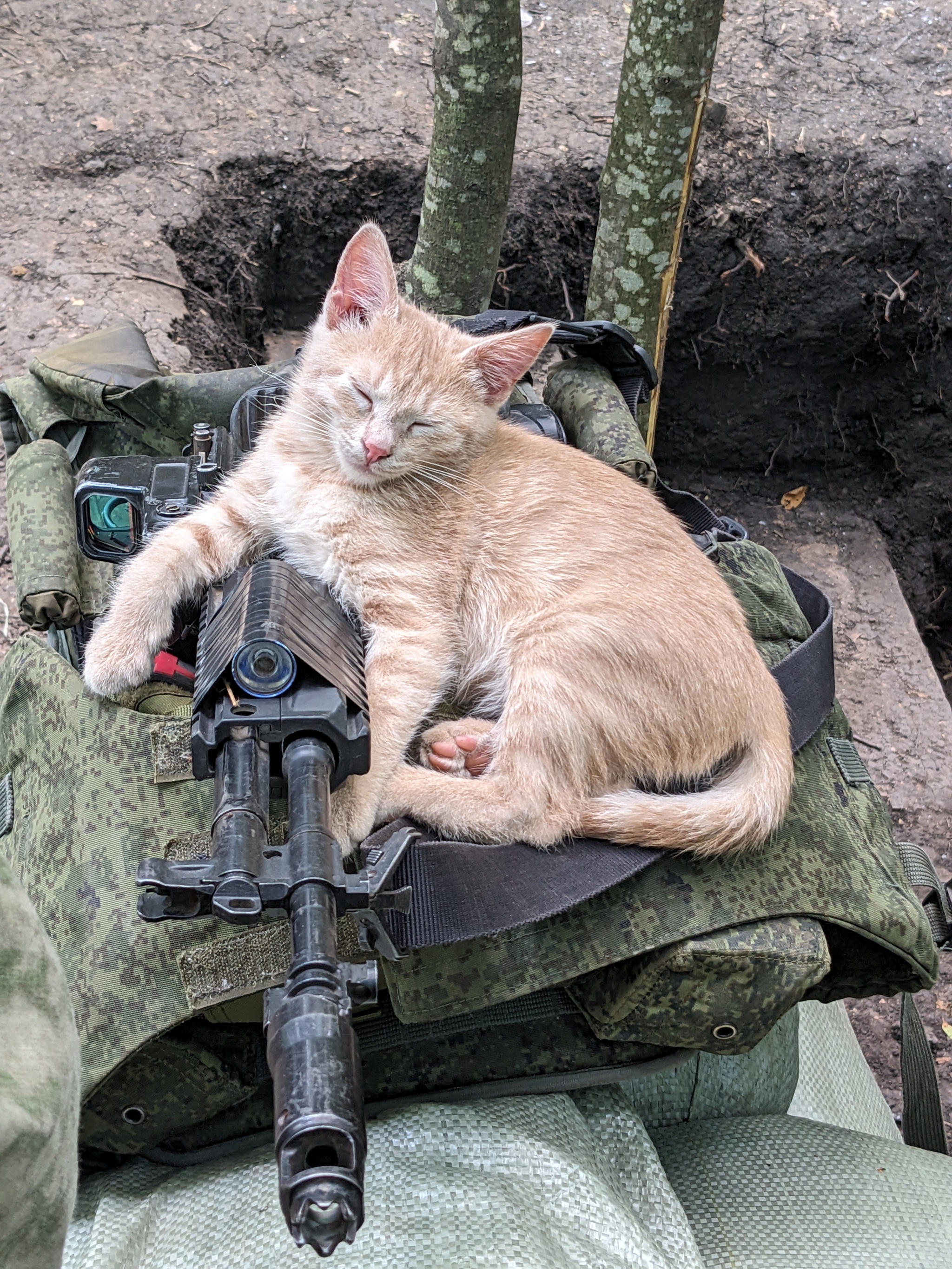 Combat unit - My, Kittens, Firearms, cat