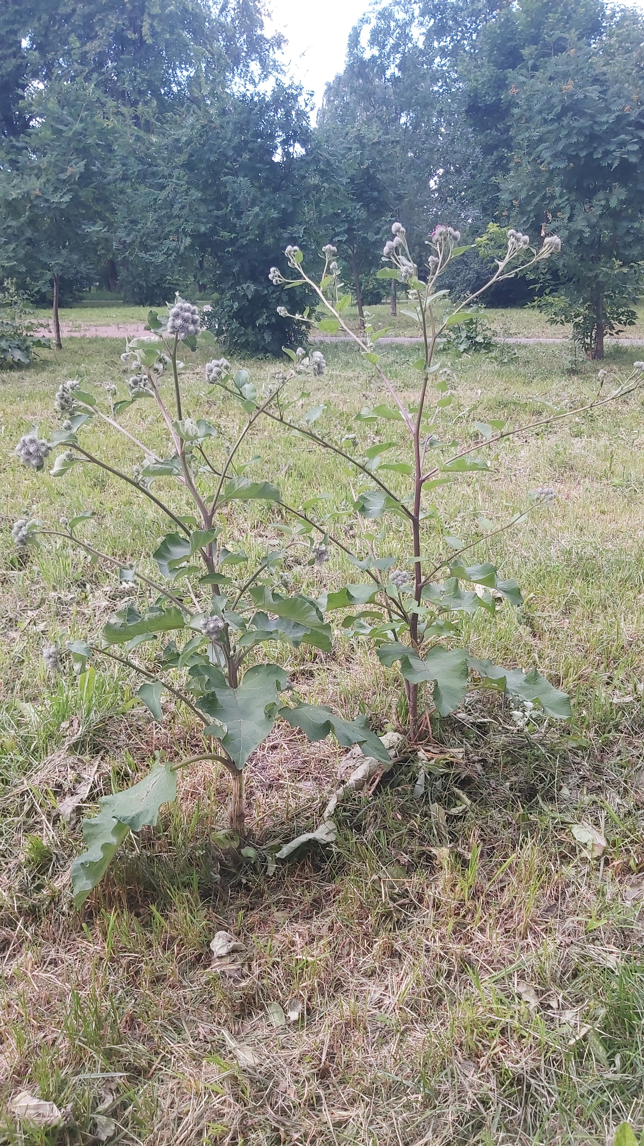 When you grew up in the steppe and don’t know what a tree looks like - My, Humor, Migrants