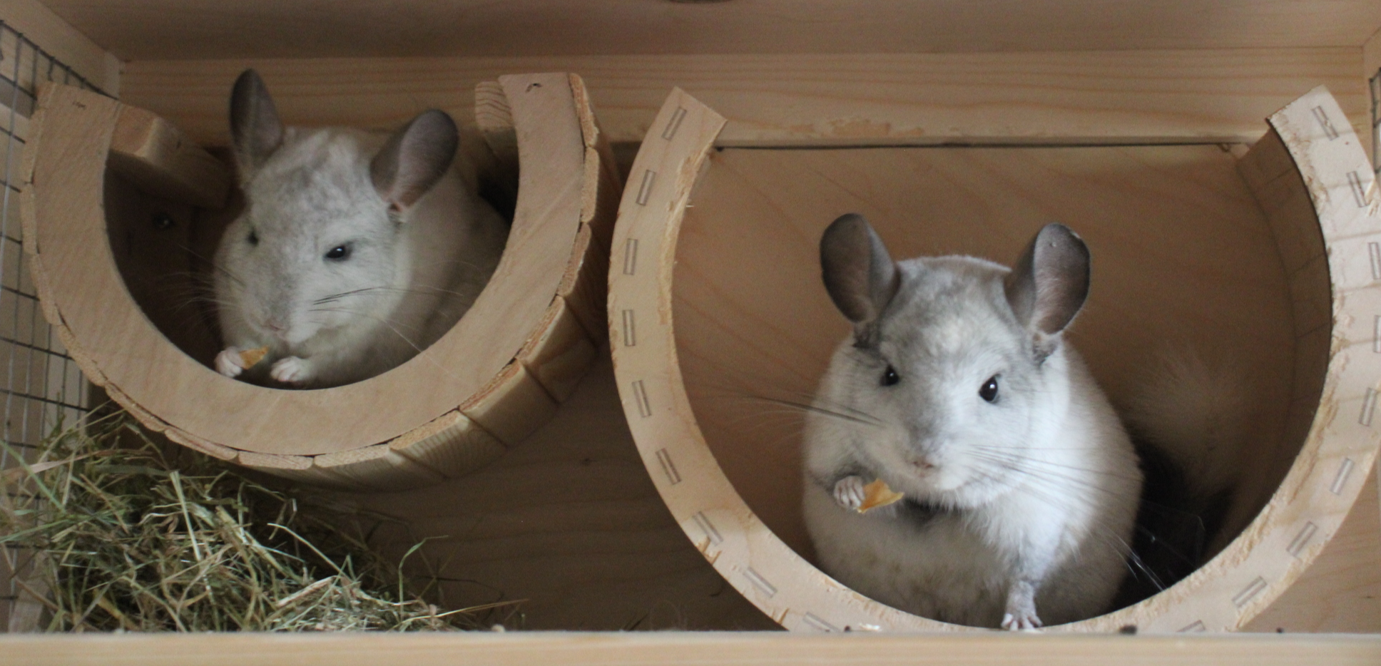 Bulat deigns to have lunch - My, Pets, Apples, Chinchilla, Longpost