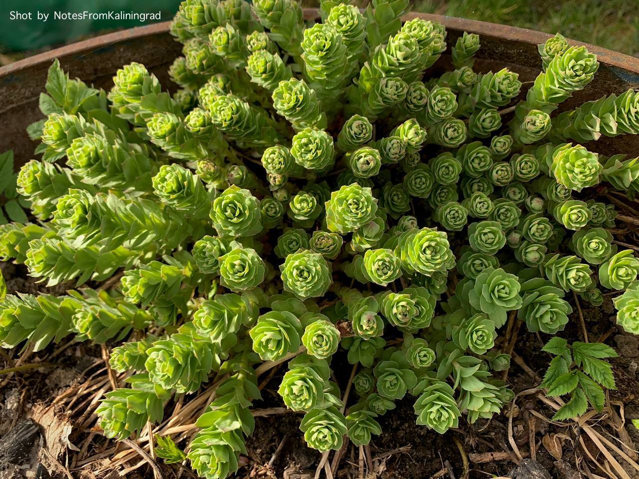 Rhodiola rosea - My, Rhodiola rosea, Plants, City walk, Street photography, The photo, Kaliningrad region, Kaliningrad