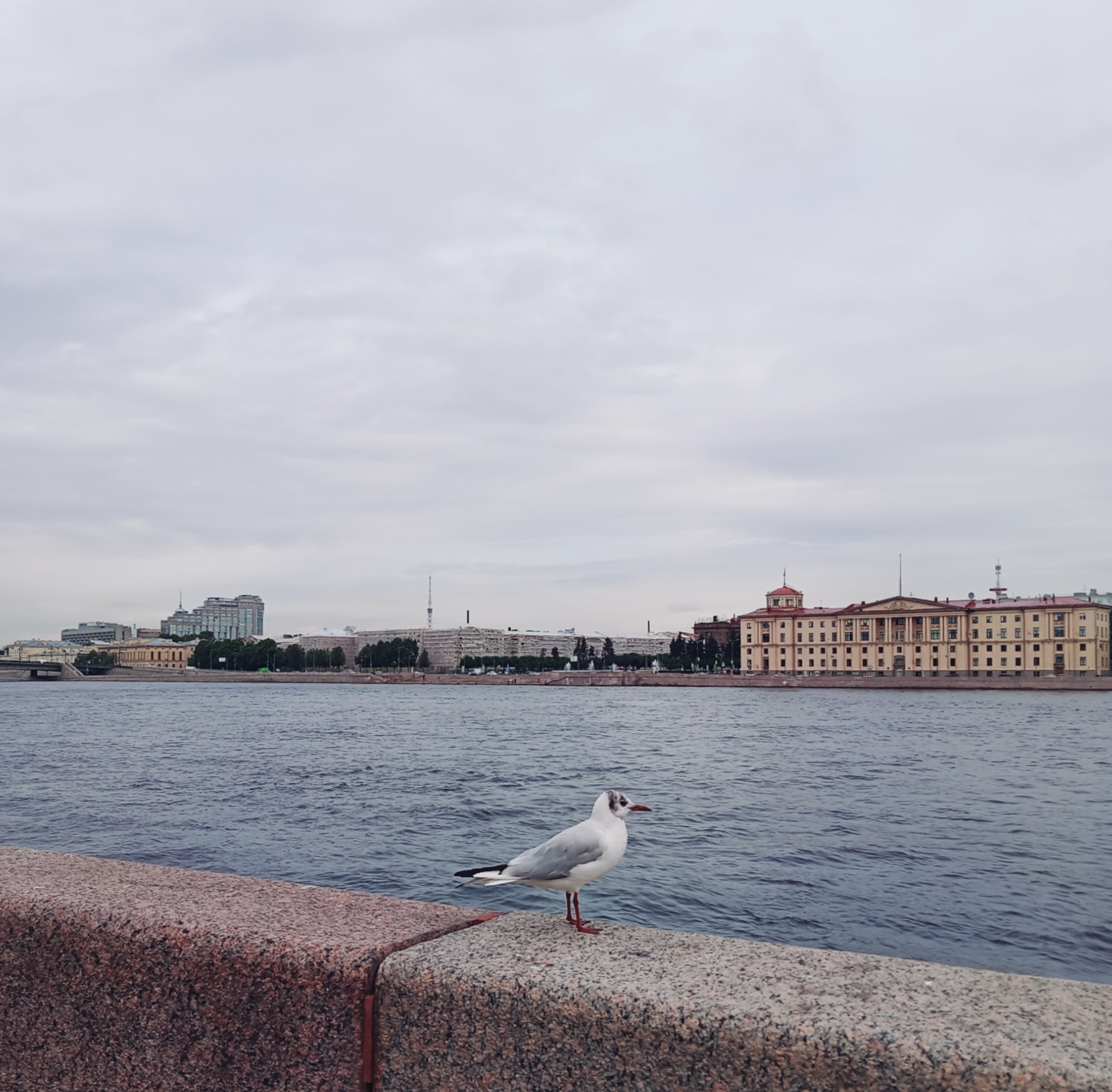 It's always (?) cloudy in St. Petersburg - My, Saint Petersburg, Mainly cloudy, Cloudy, Neva, Architecture, Seagulls, Mobile photography, Longpost