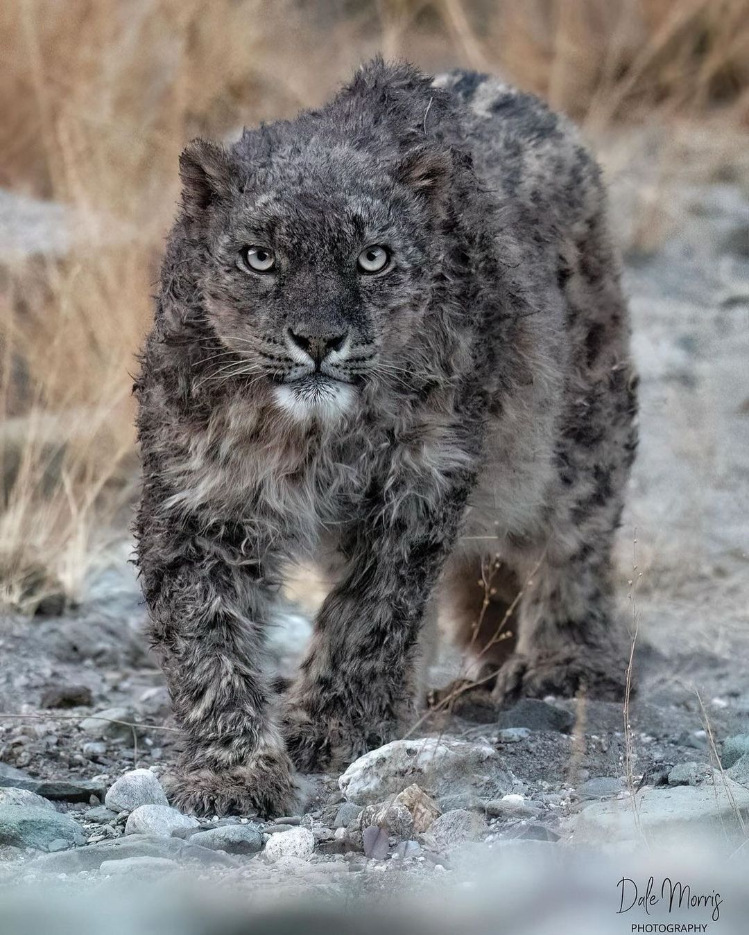 Not very snowy - Snow Leopard, Big cats, Cat family, Predatory animals, Wild animals, wildlife, Ladakh, India, The photo, Longpost