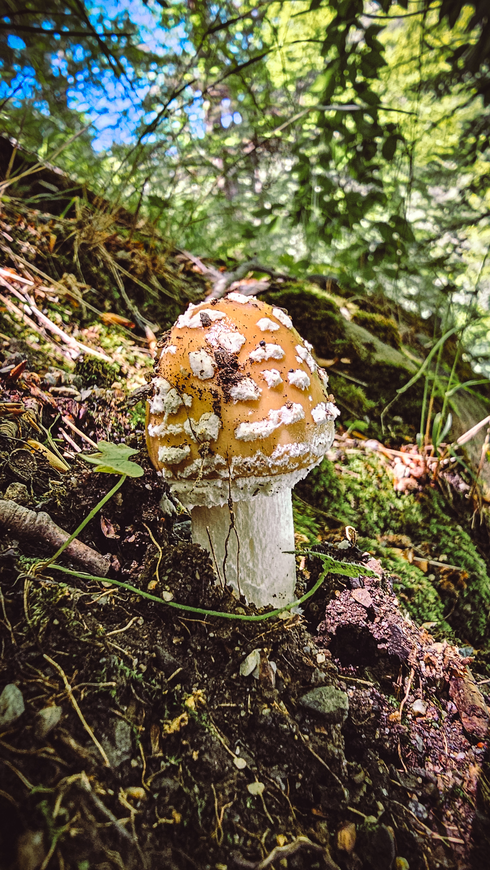 Arkhyz. Mushrooms - My, Arkhyz, Mushrooms, Chanterelles, Summer, The mountains, The photo, Food, Forest, Longpost