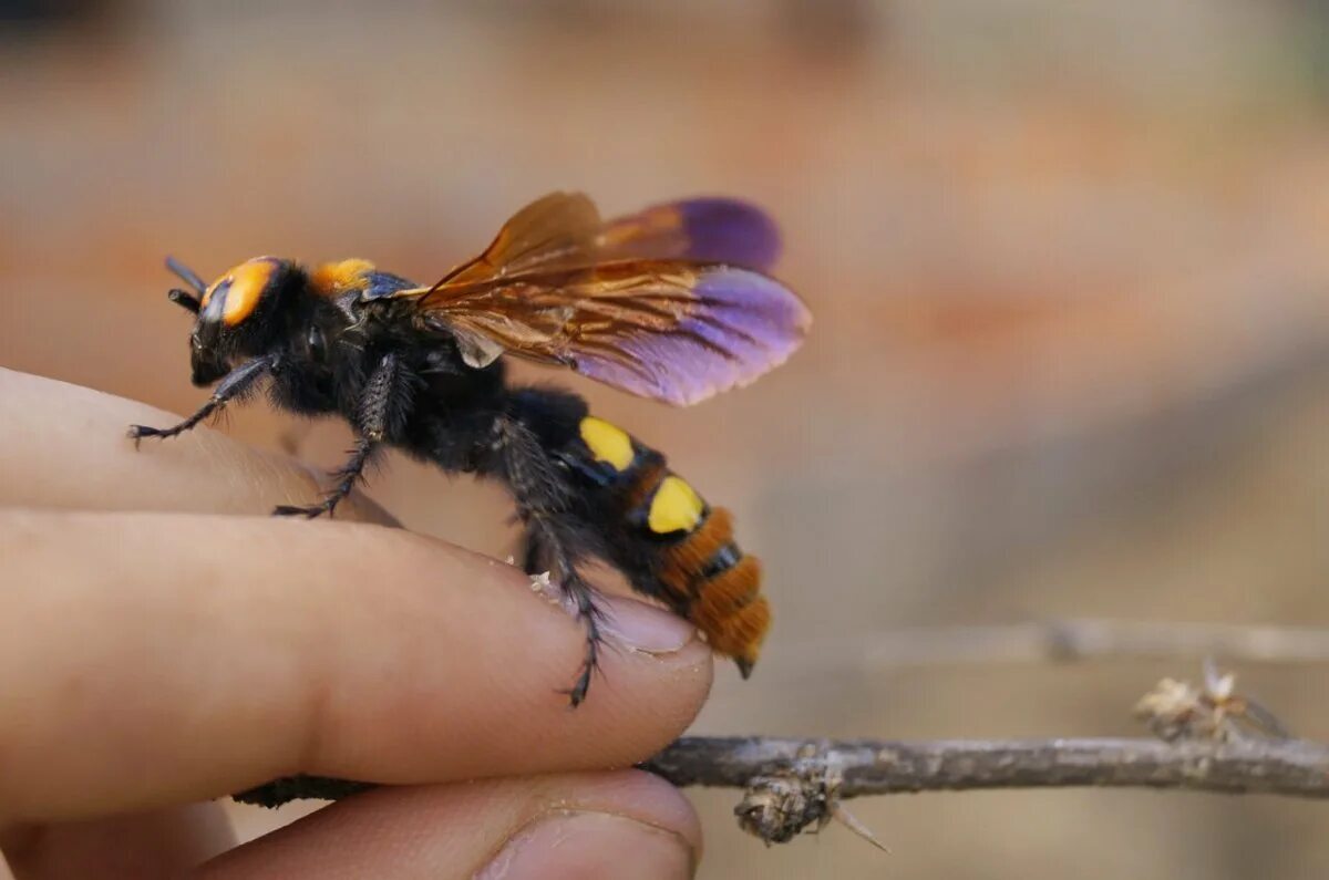 A giant wasp that lives in Russia and the CIS - My, Around the world, Animals, Biology, Nature, In the animal world, Wasp, Insects, The photo, Rare view, Longpost