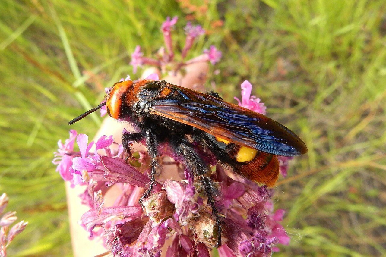 A giant wasp that lives in Russia and the CIS - My, Around the world, Animals, Biology, Nature, In the animal world, Wasp, Insects, The photo, Rare view, Longpost