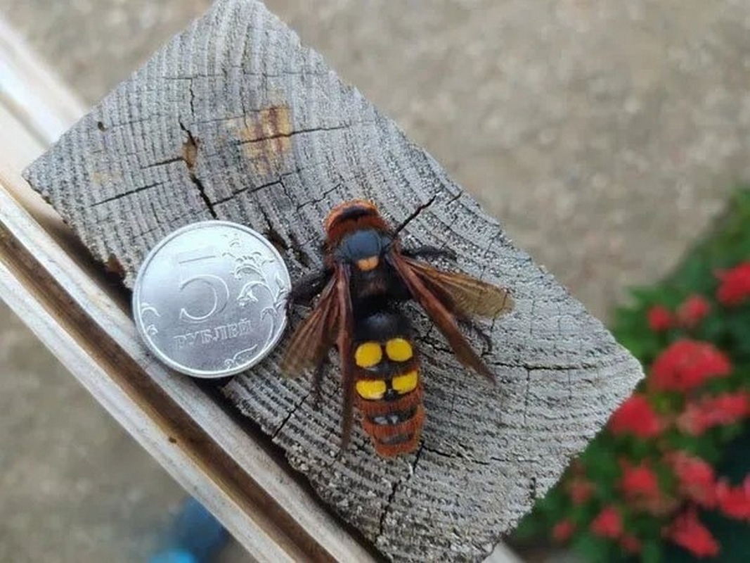 A giant wasp that lives in Russia and the CIS - My, Around the world, Animals, Biology, Nature, In the animal world, Wasp, Insects, The photo, Rare view, Longpost