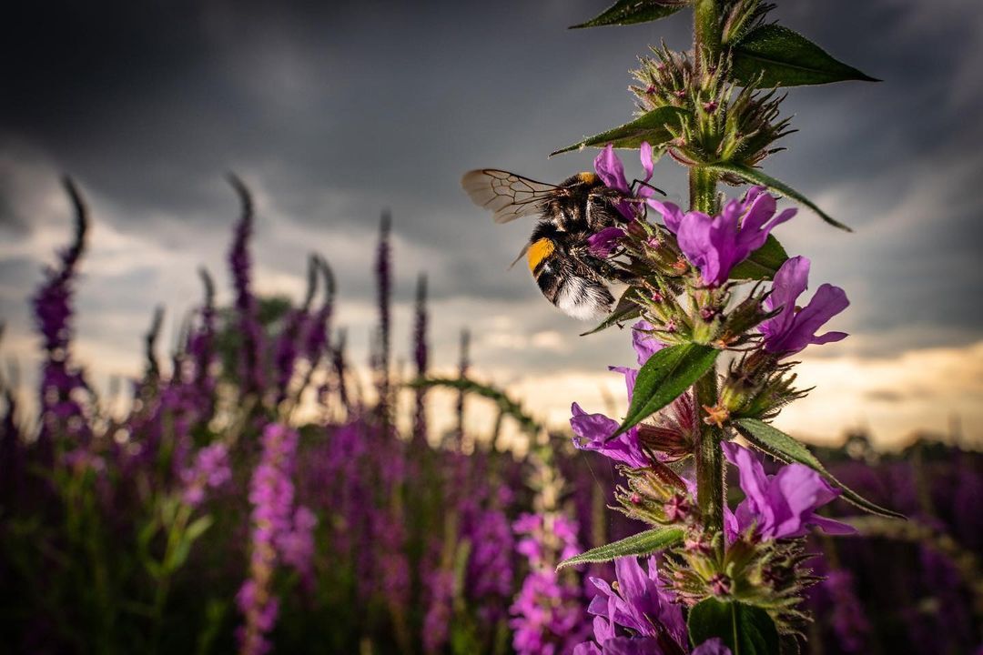 Bumblebee on a merlin - Bumblebee, Insects, Arthropods, Wild animals, Flowers, Plants, wildlife, Reserves and sanctuaries, The photo