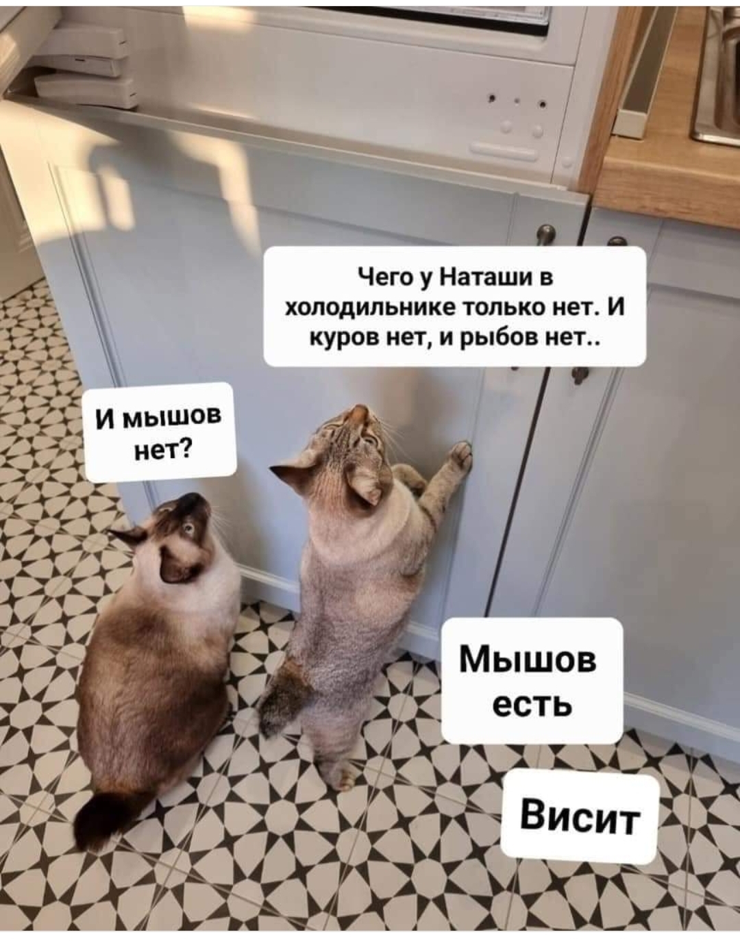 Наташины котики - Наташа мы все уронили, Кот, Картинки, Картинка с текстом, Юмор, Холодильник