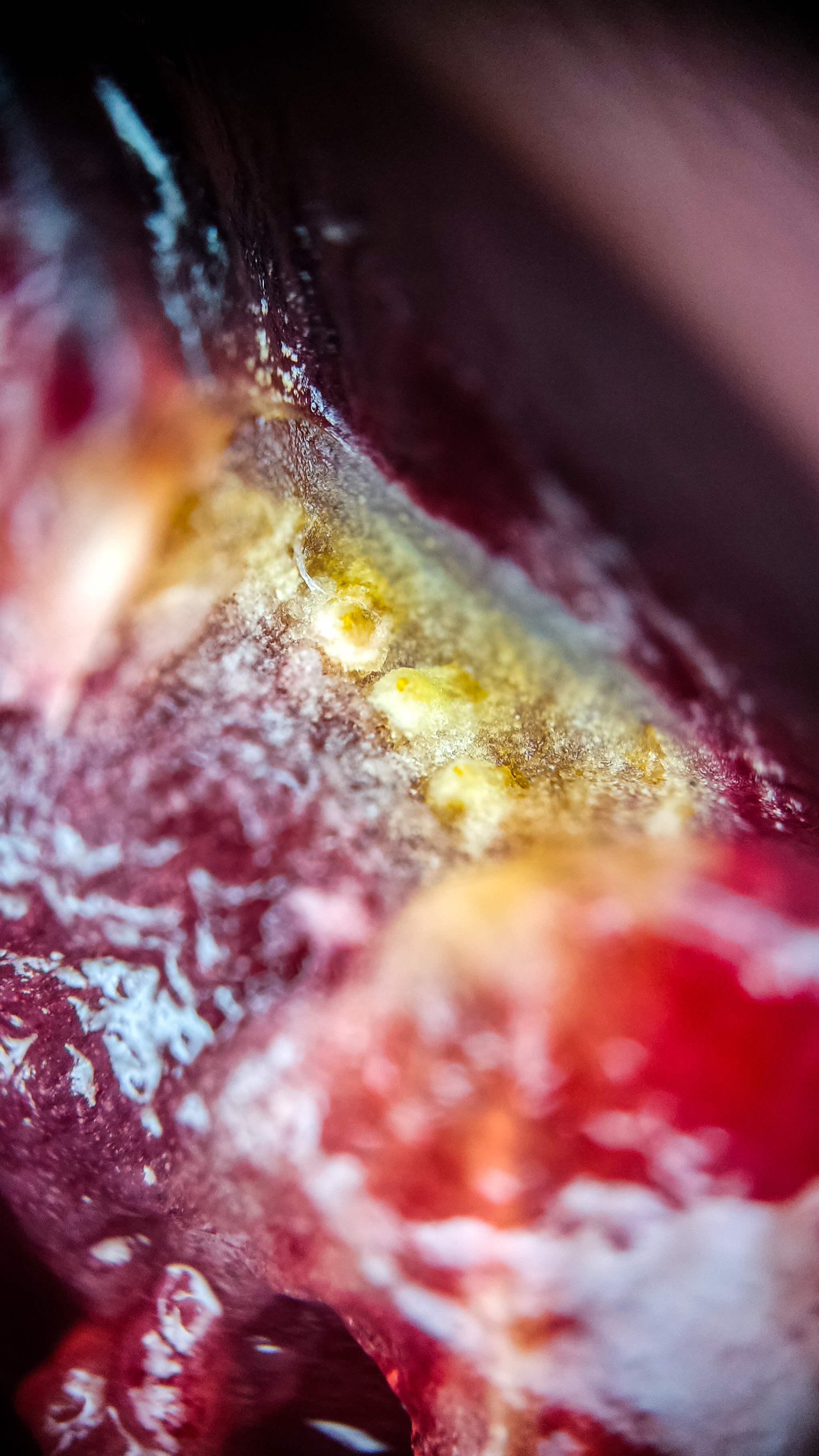 Photo project Let's take a closer look post No. 41. Cherries - My, Nature, Macro photography, The photo, Berries, Фрукты, The nature of Russia, The science, Longpost