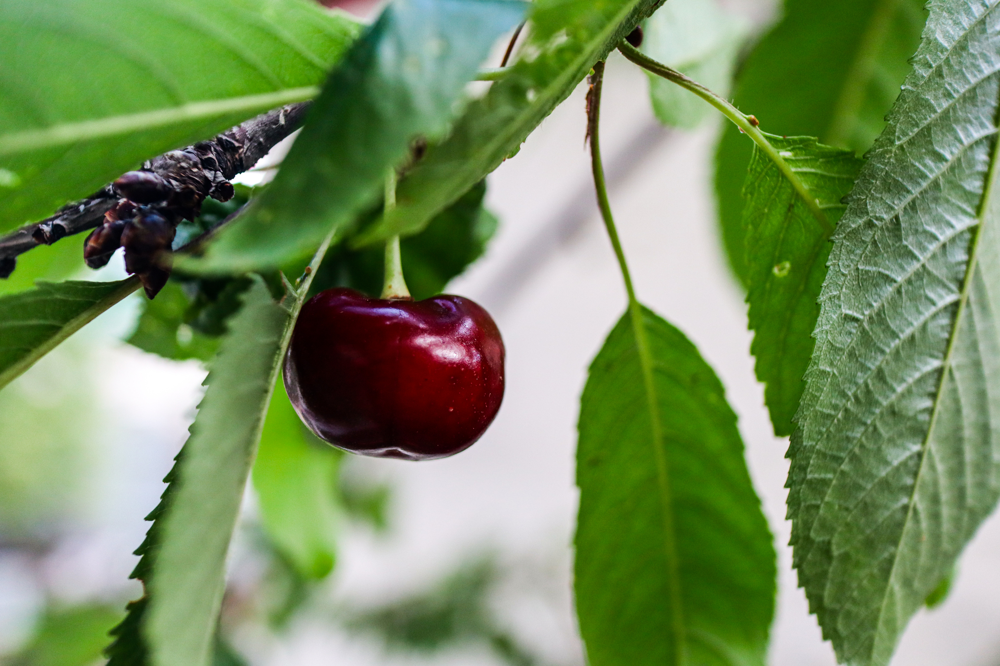 Photo project Let's take a closer look post No. 41. Cherries - My, Nature, Macro photography, The photo, Berries, Фрукты, The nature of Russia, The science, Longpost