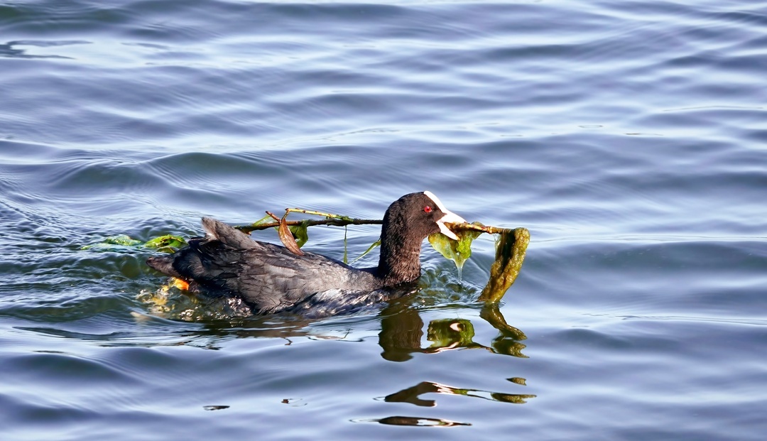 Coot - My, The photo, Netherlands (Holland), Nature, Birds