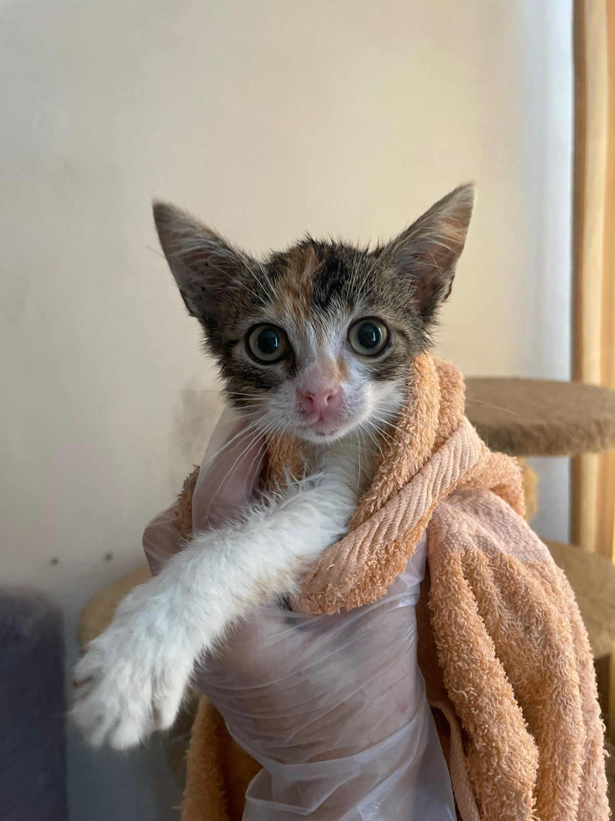 Continuation of the post “A small tame kitten appeared at the place where street animals were fed. He doesn’t understand anything, he screams and cries all the time.” - Kittens, cat, No rating, Saint Petersburg, Homeless animals, Helping animals, In good hands