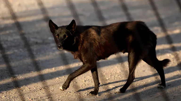 In Kolyma, a permit to kill stray dogs will come into force on July 15 - news, Magadan Region, Stray dogs, Dog, Lulling to sleep, Kolyma, Homeless animals