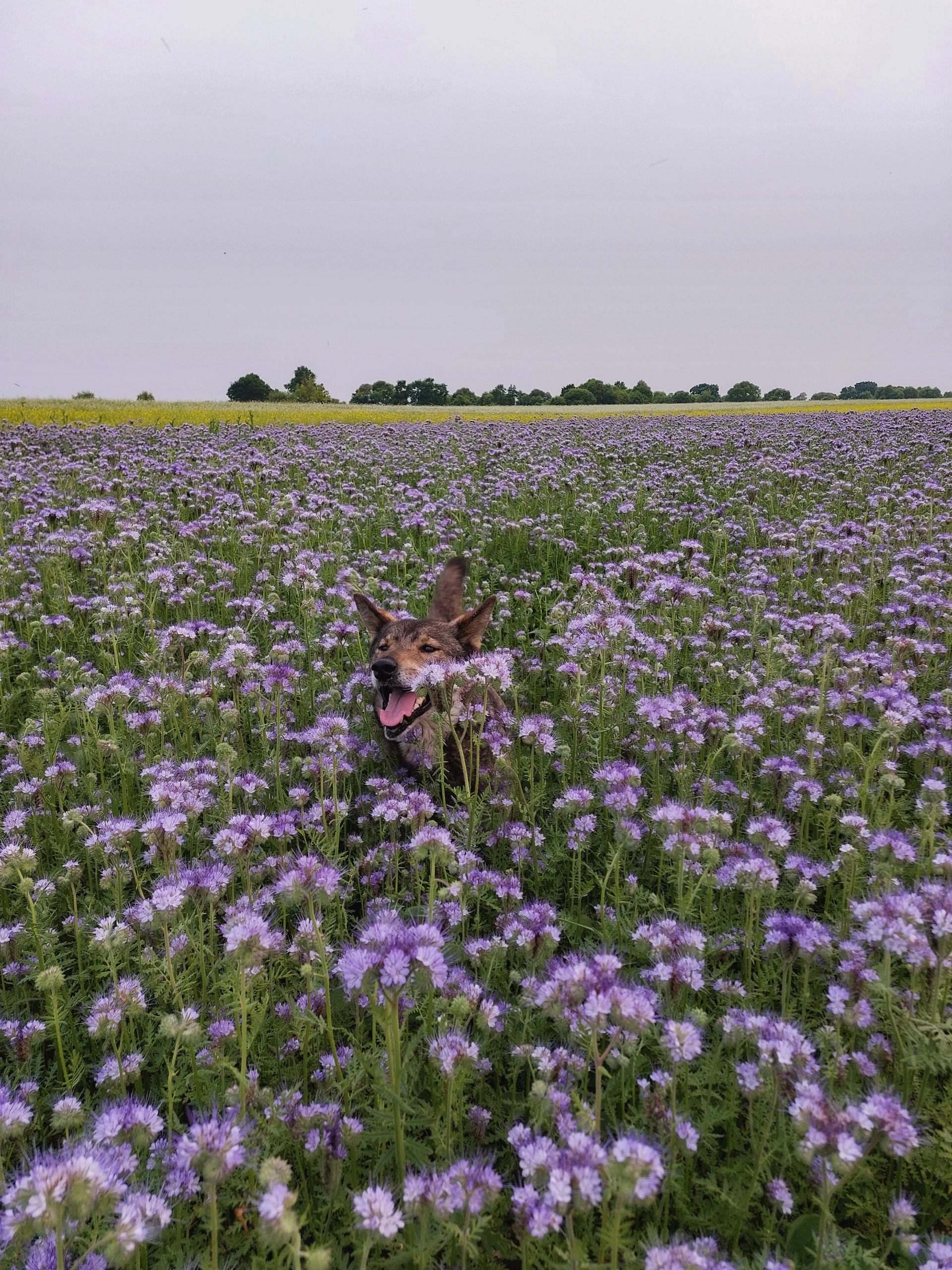 In the fields of the Amur - Nature, The nature of Russia, The photo, Dog, Field