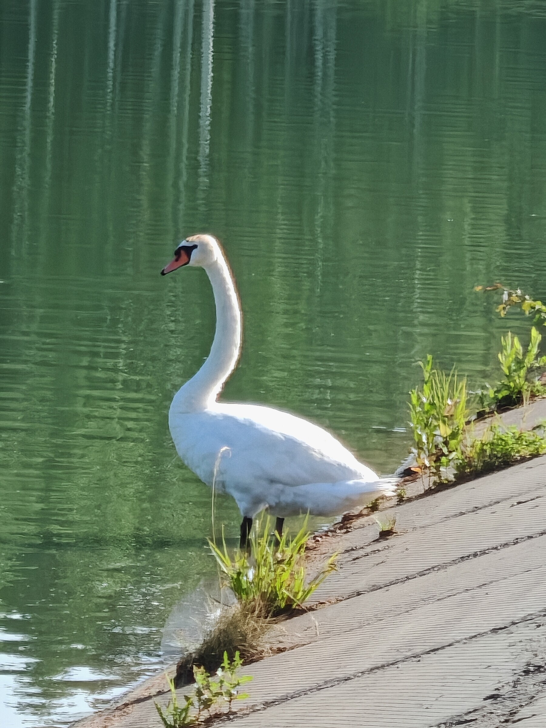 Young beggar swan - My, Fishing, Lake, Swans, Longpost