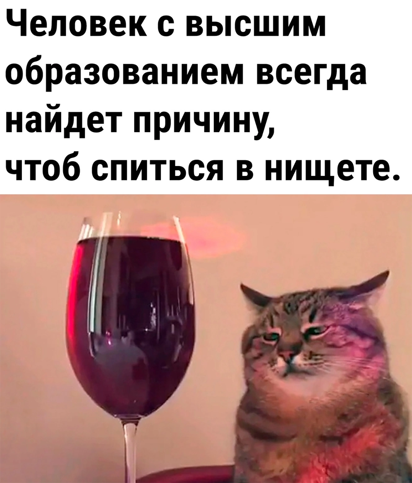 It's not in vain to study - Picture with text, Higher education, cat, Cat Stepan