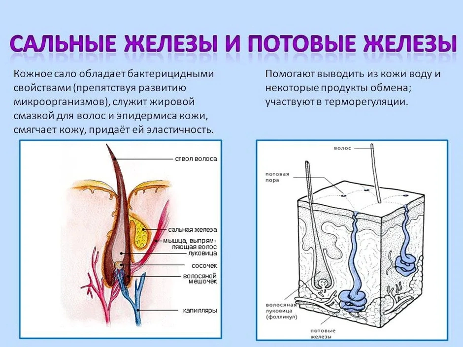 Как образуются отпечатки пальцев - Моё, Биология, Научпоп, Наука, Исследования, Химия, Видео, Видео вк, Длиннопост