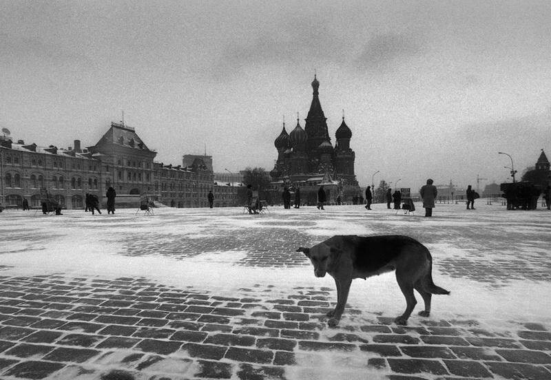 Moscow during the “successful” OSVV - Stray dogs, Osvv, Radical animal protection, Burmatov, Moscow, Longpost, Dog