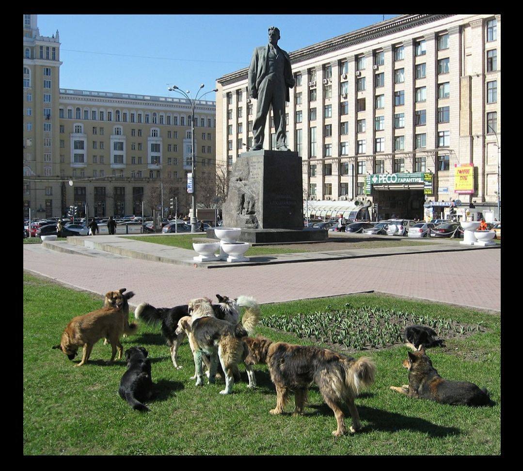 Moscow during the “successful” OSVV - Stray dogs, Osvv, Radical animal protection, Burmatov, Moscow, Longpost, Dog