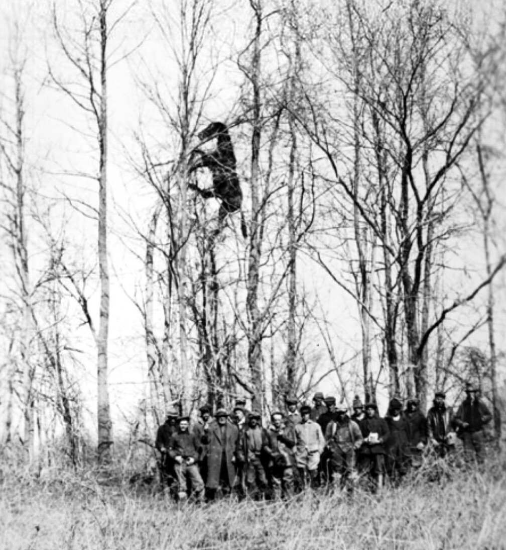 Horse on a tree - My, Survey, History (science), Strange humor, Images, Horses, Past