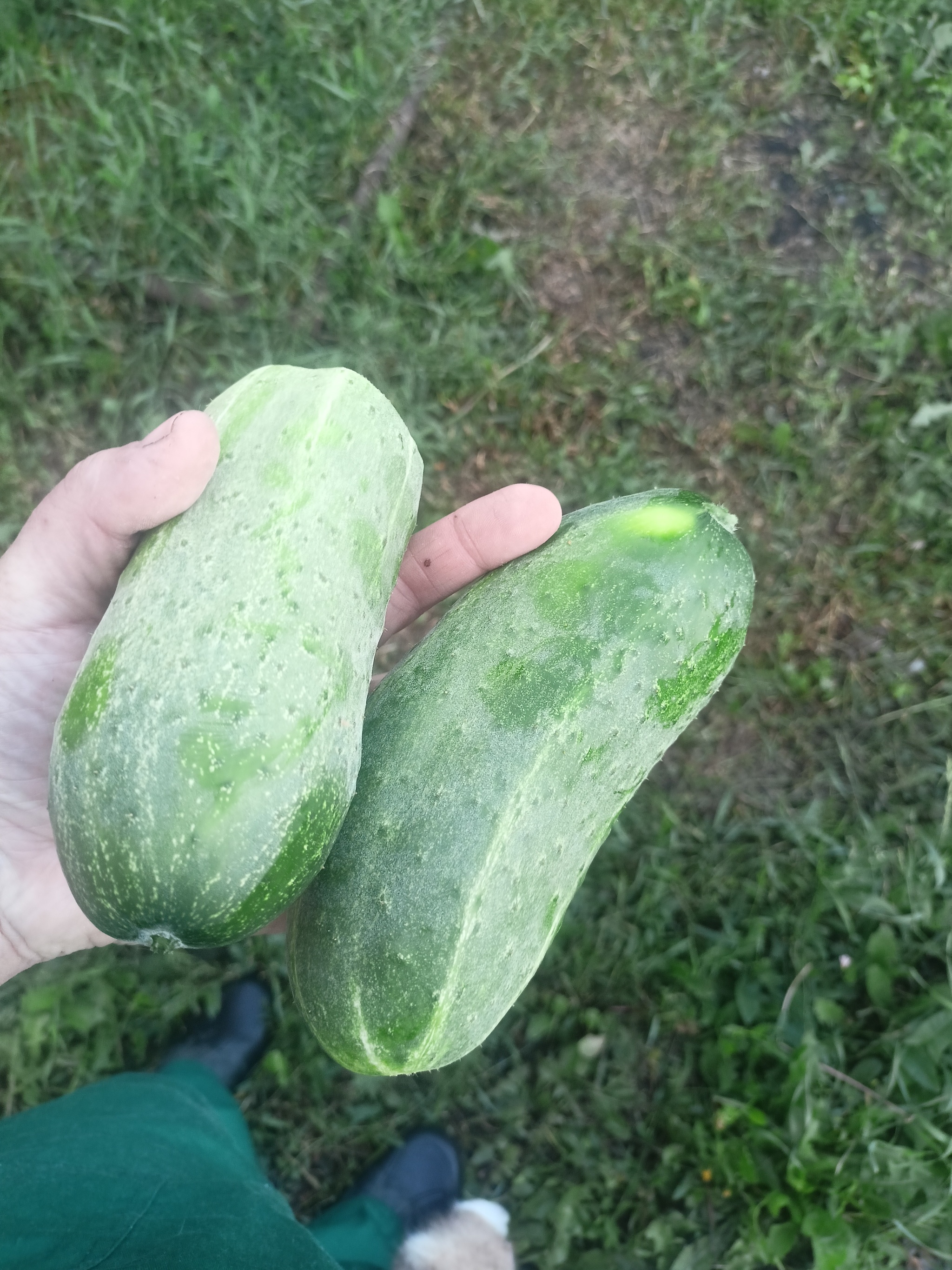 A little summer - My, Rural life, Cucumbers, cat, Longpost