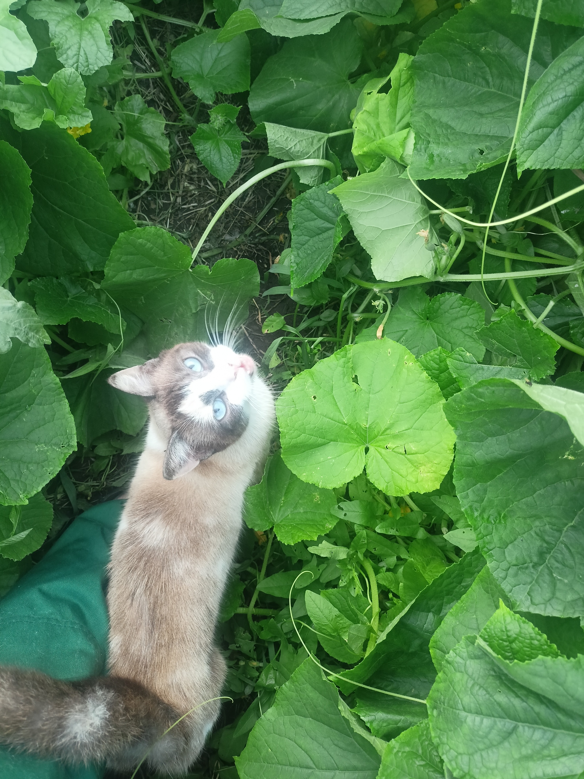 A little summer - My, Rural life, Cucumbers, cat, Longpost