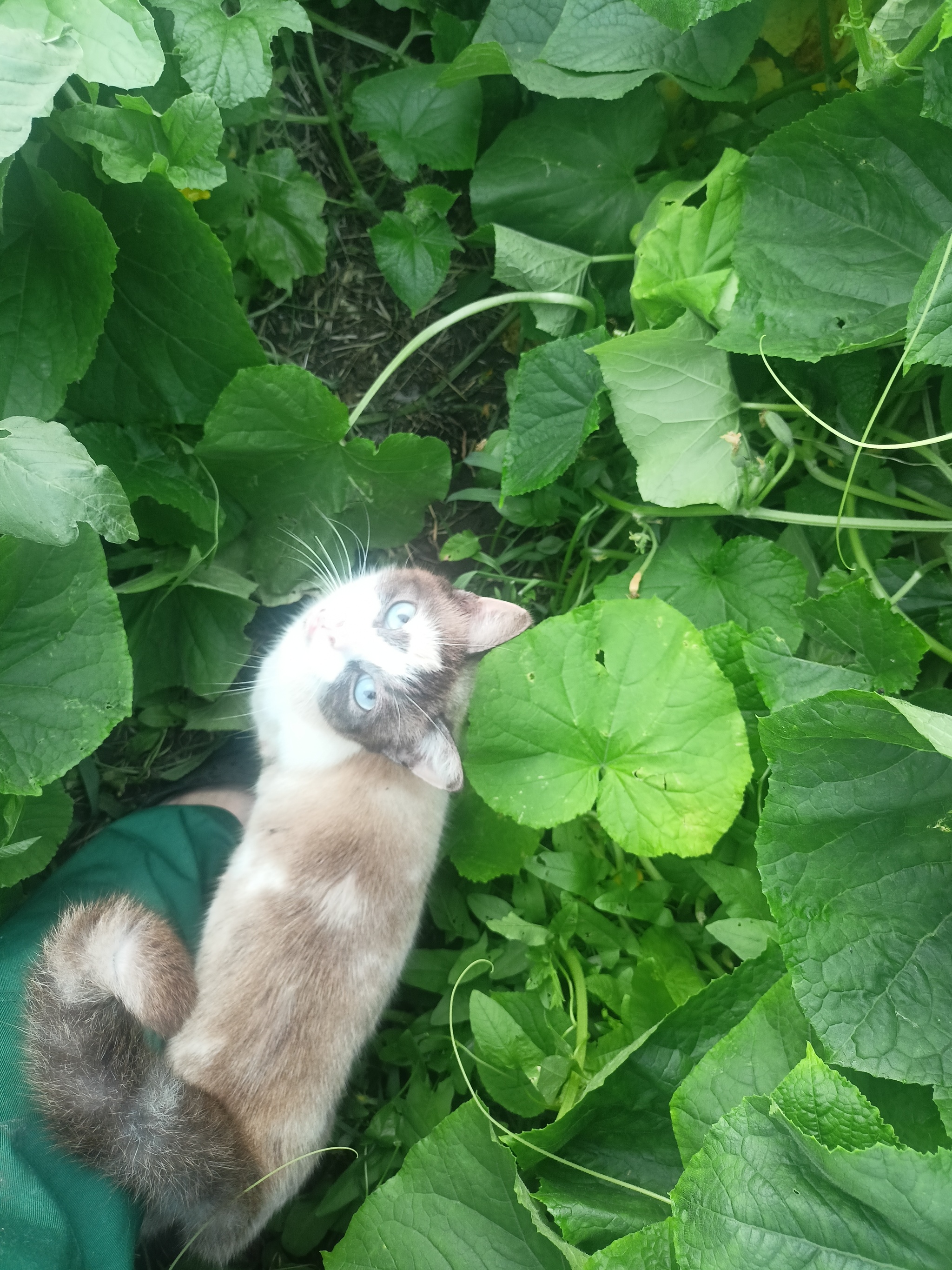 A little summer - My, Rural life, Cucumbers, cat, Longpost