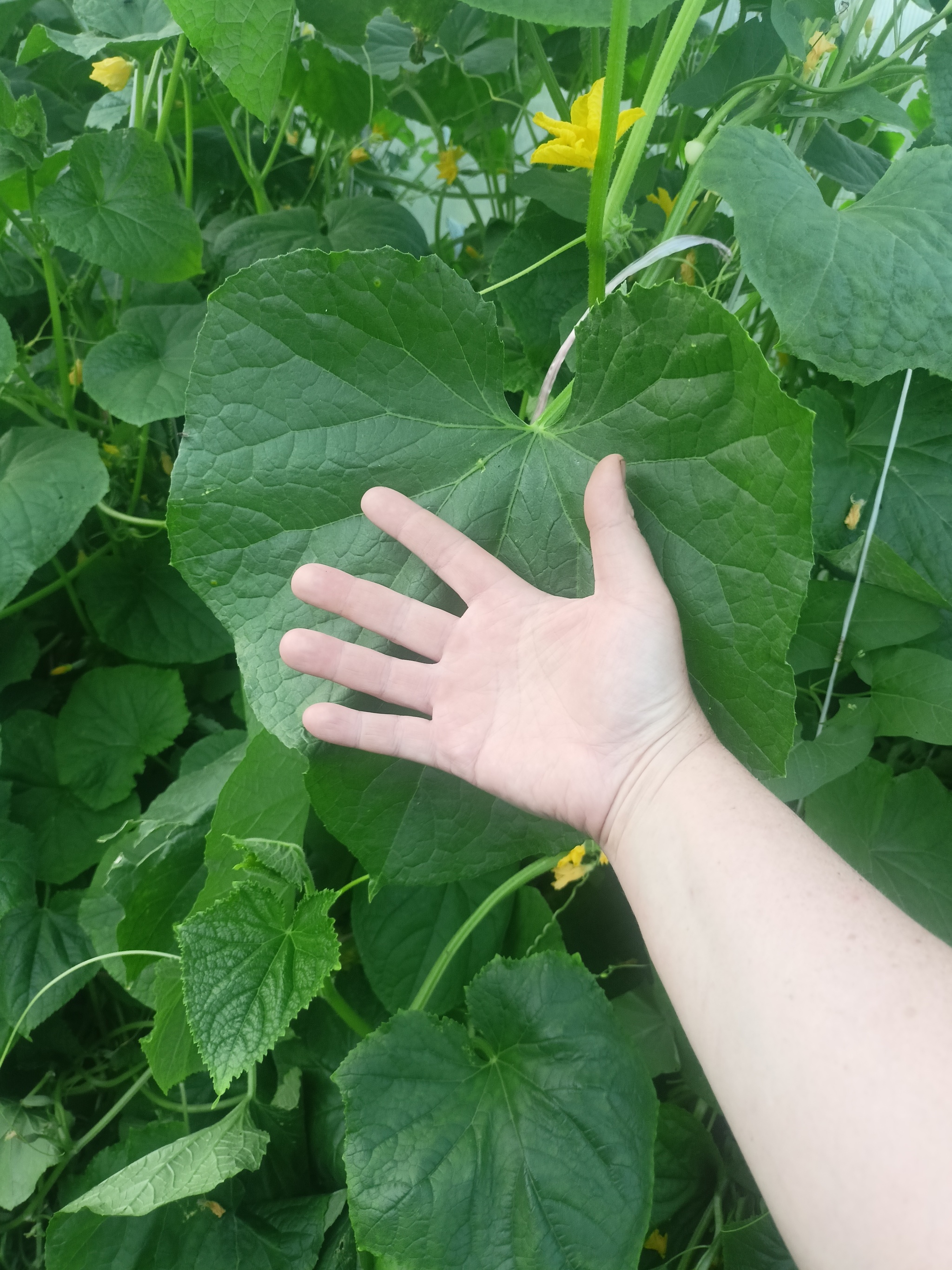 A little summer - My, Rural life, Cucumbers, cat, Longpost