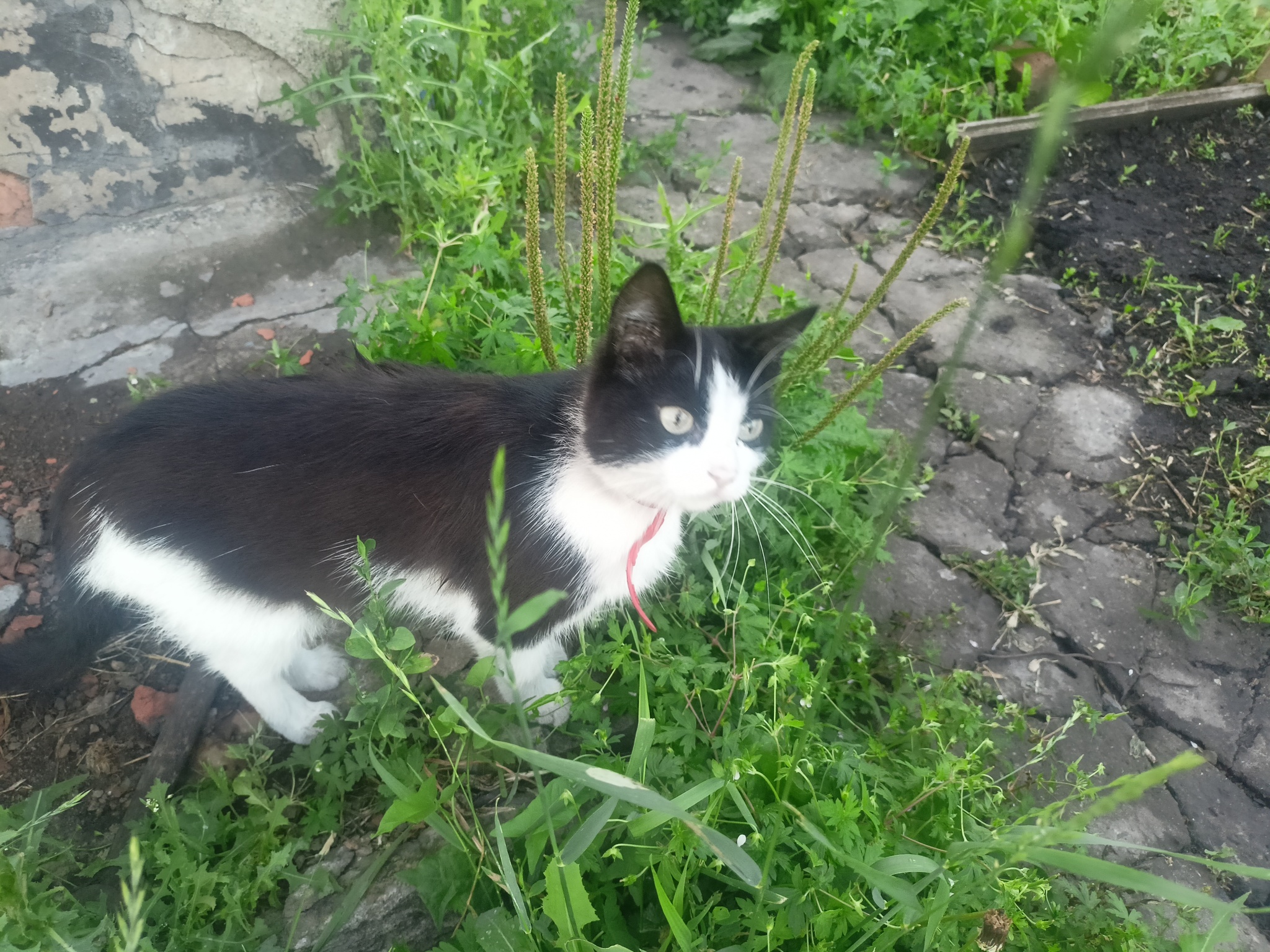 A little summer - My, Rural life, Cucumbers, cat, Longpost