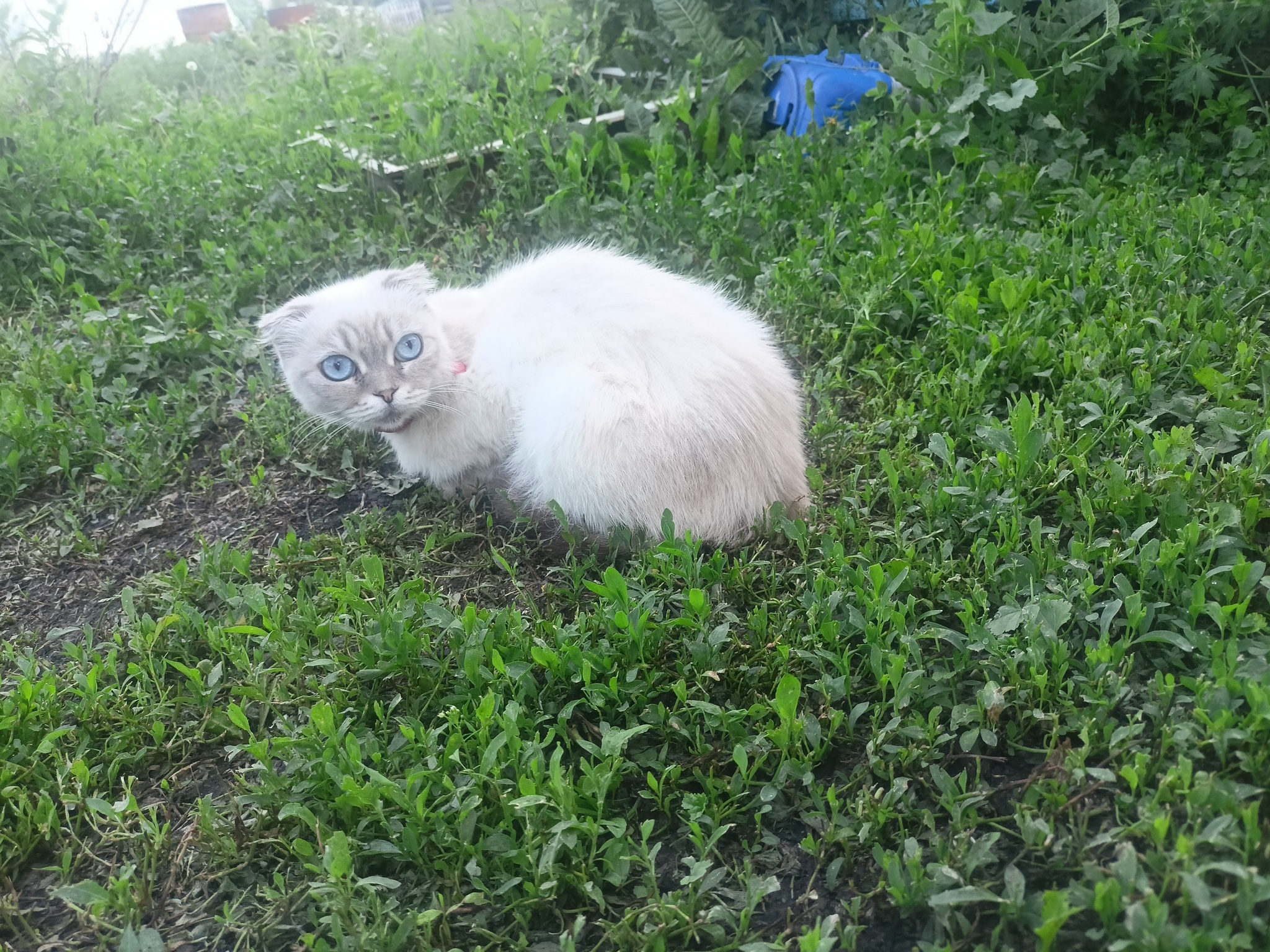 A little summer - My, Rural life, Cucumbers, cat, Longpost