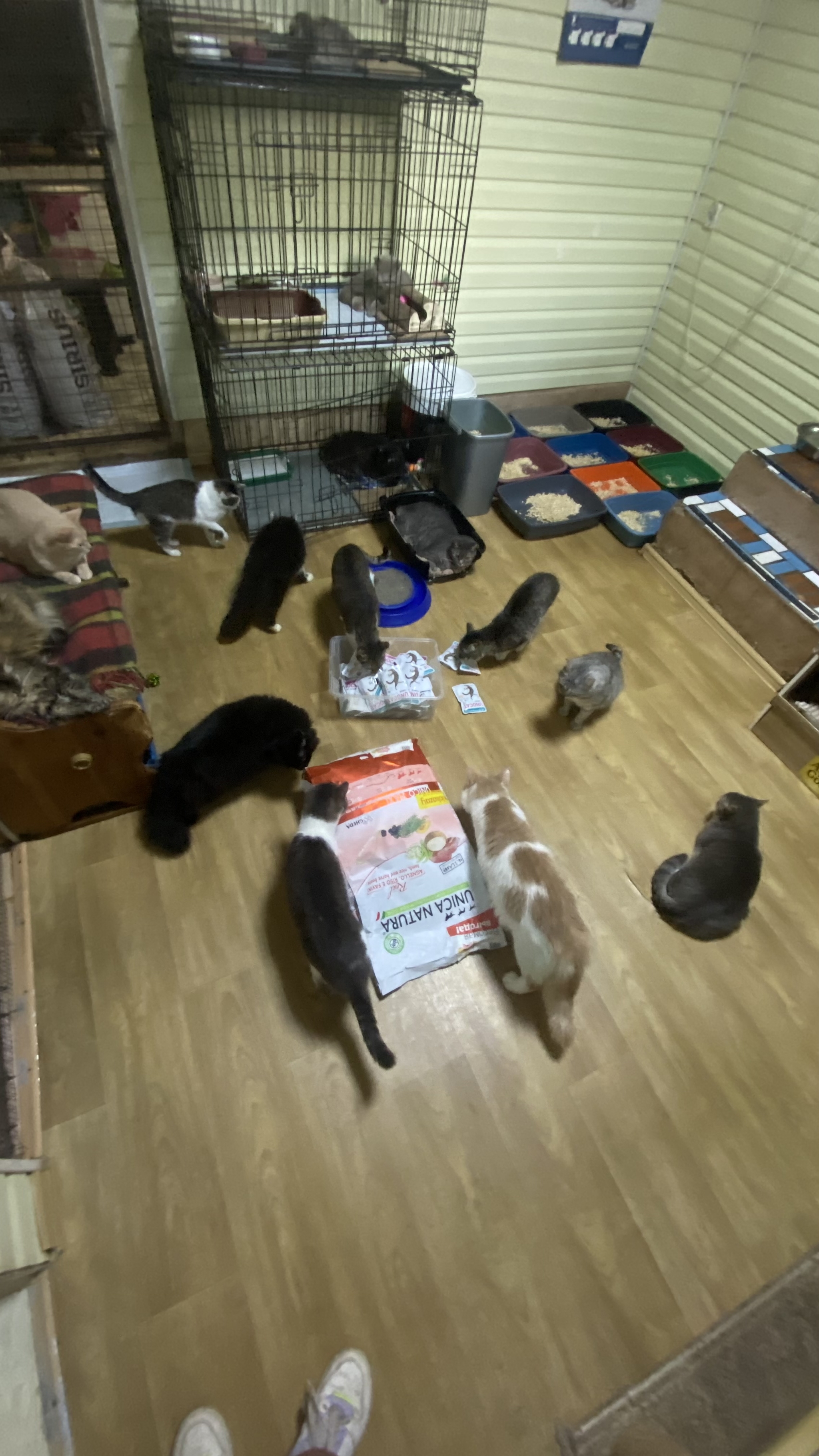 We are asking for cat litter. Help, please, otherwise I have nowhere to write) - My, cat, Animal shelter, Animal Rescue, Charity, Helping animals, Longpost