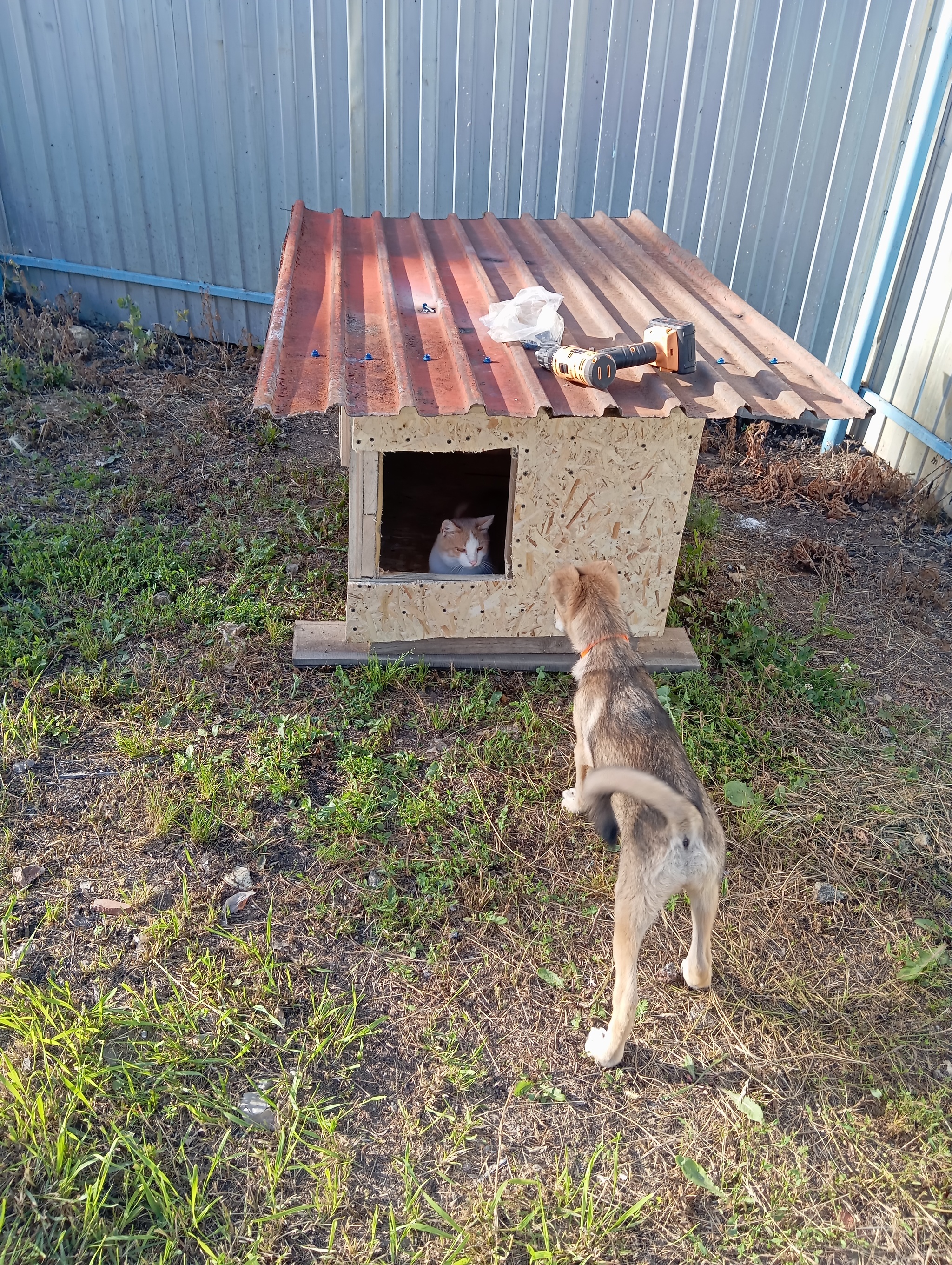 Whose booth - My, Animals, Humor, Summer, cat, Dog, Kennel, Cats and dogs together, The photo